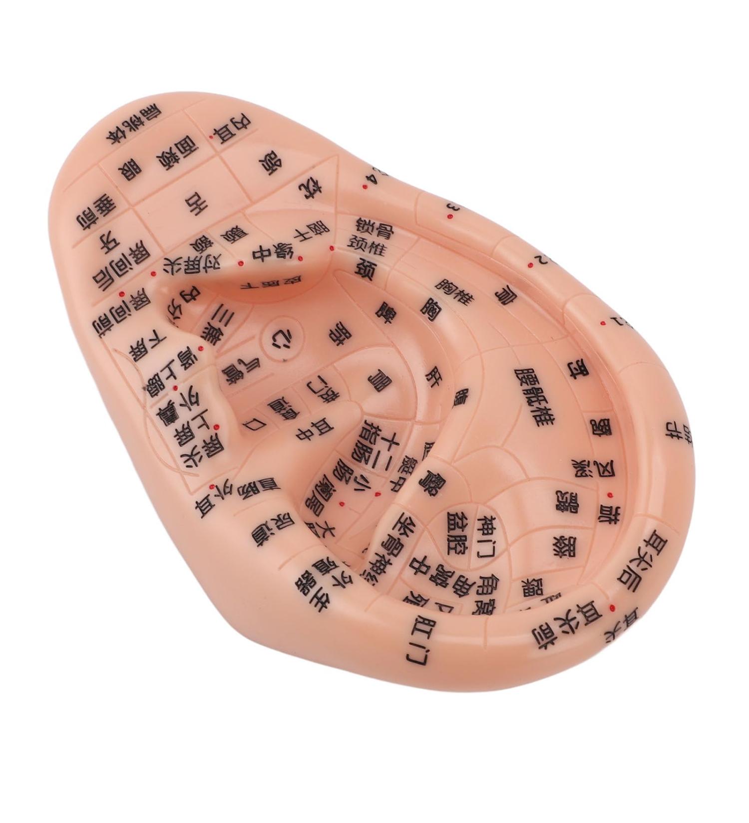 Buy Ear Massage Model - Accurate PVC Acupuncture Model - Ideal for Teaching & Labs - International Shipping Available - Buy Online on GoSupps.com