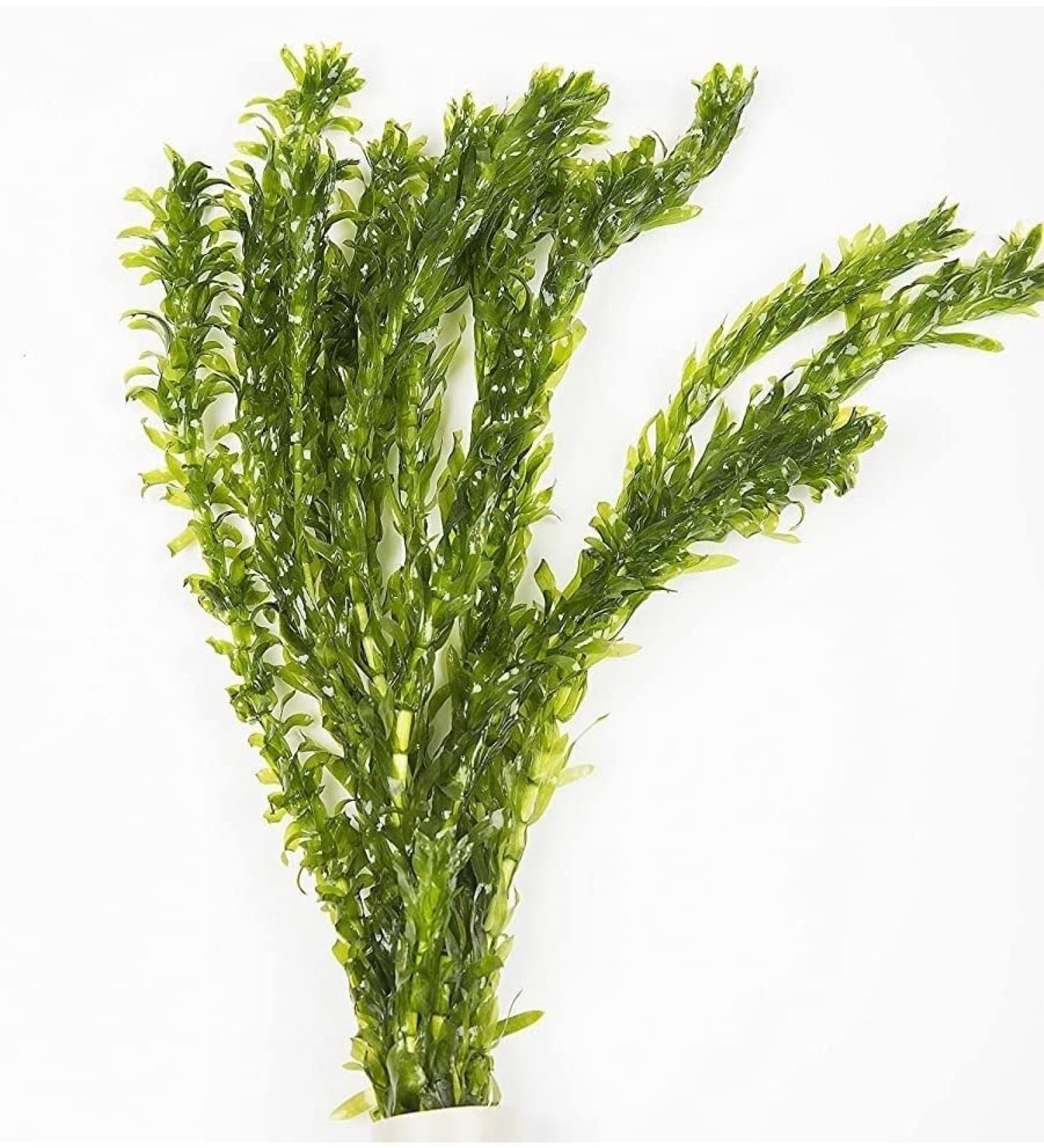 5 x Oxygenating Weed Live Pond Plant ELODEA DENSA - Also Aquarium Aquatic Plants