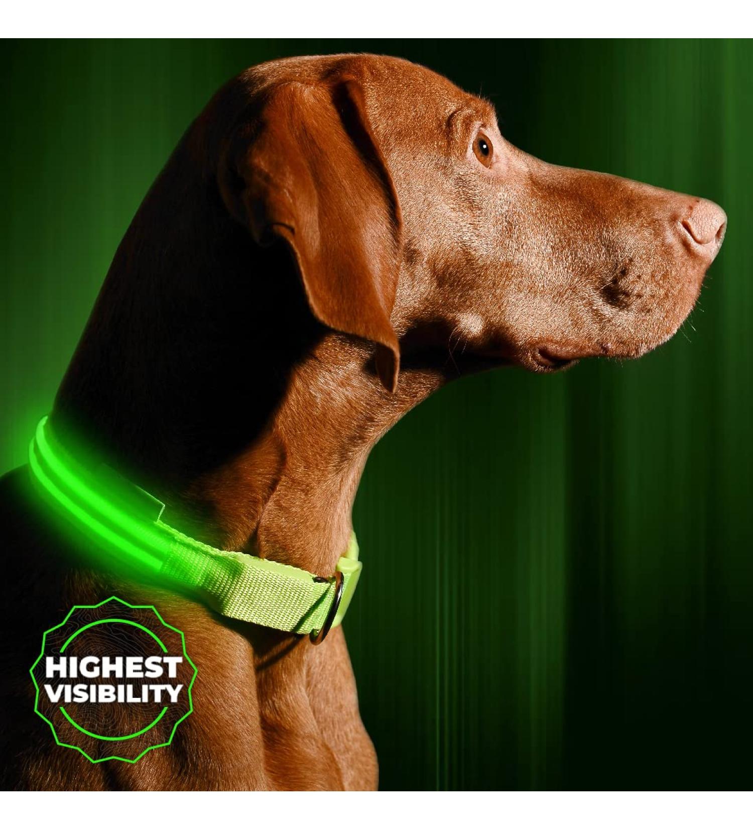 Illumiseen LED Dog Collar USB Rechargeable - Neon Green Large (L) 19-24 - High Visibility Light for Night Walking - Buy Online on GoSupps.com