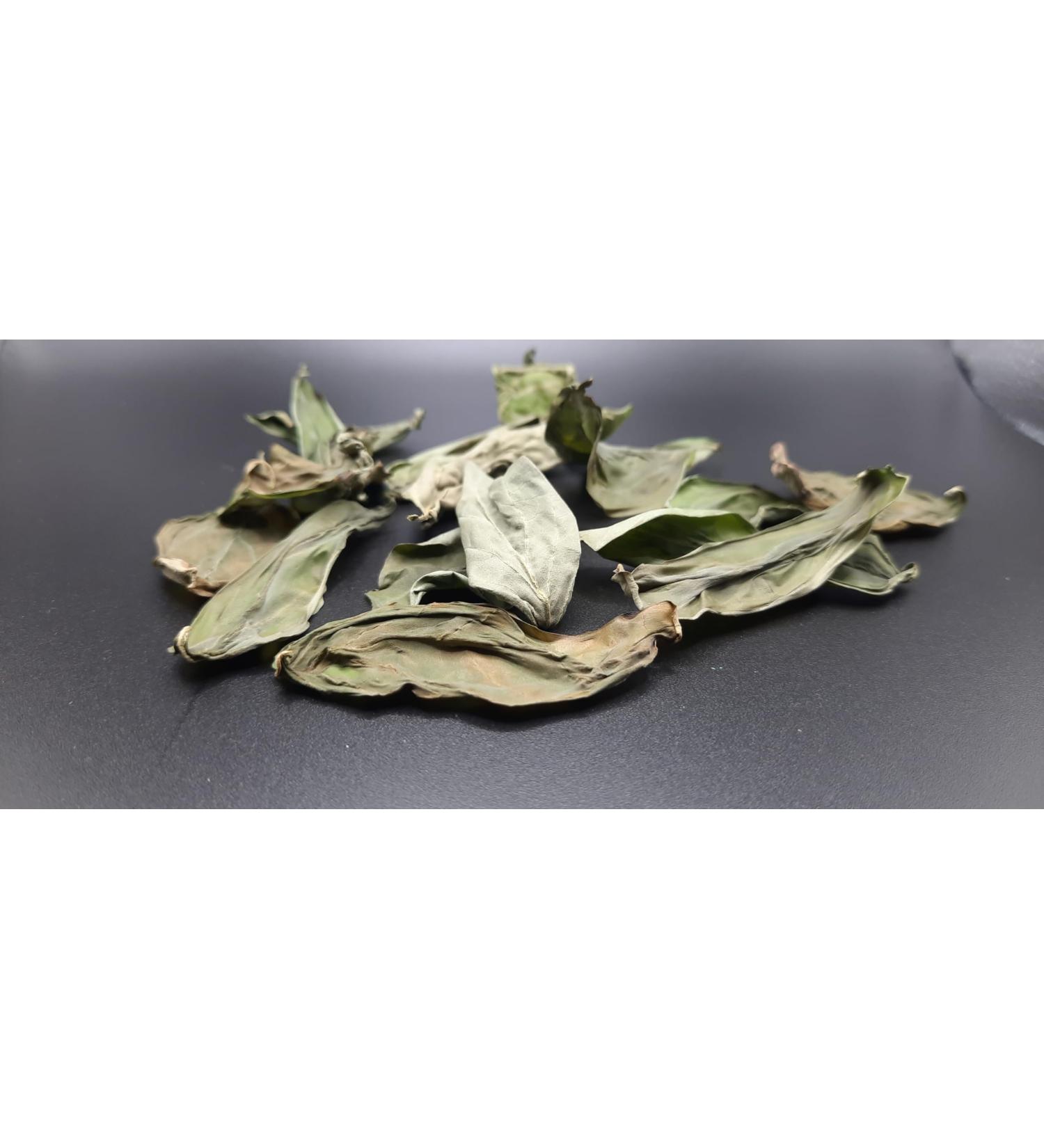 Basil Leaves | Deep Flow - Organic Hydroponic Dried Fresh Flavor Convenient Gourmet Herb - Buy Online on GoSupps.com