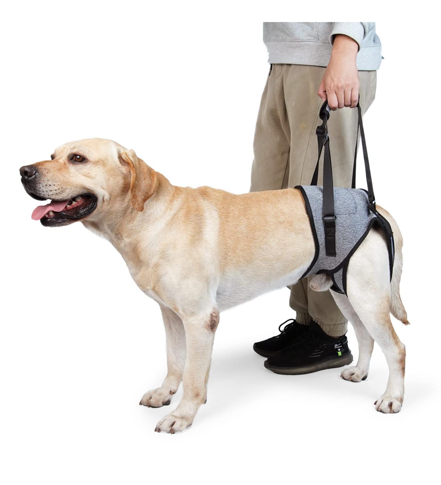 Dotoner Dog Lifting Harness Soft Support Loop for Injured Dogs | Adjustable Dog Food Dishes for Hind Legs | Size M (Gray) | Ideal for Small Medium & Large Pets - Buy Online on GoSupps.com
