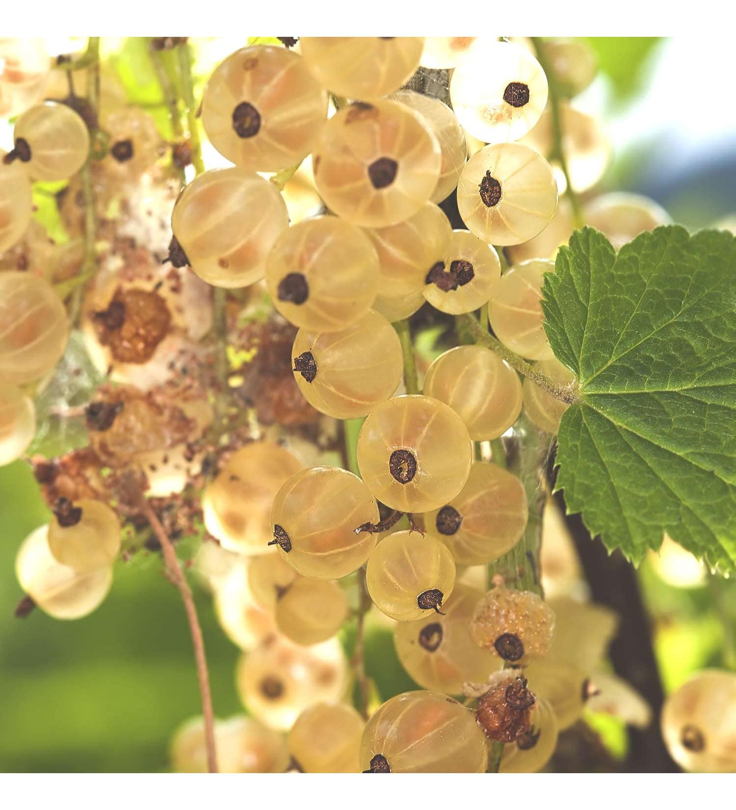 Buy White Currant 'Weiße Versailler ' Bush in Container - Premium Quality for International Shipping - Buy Online on GoSupps.com