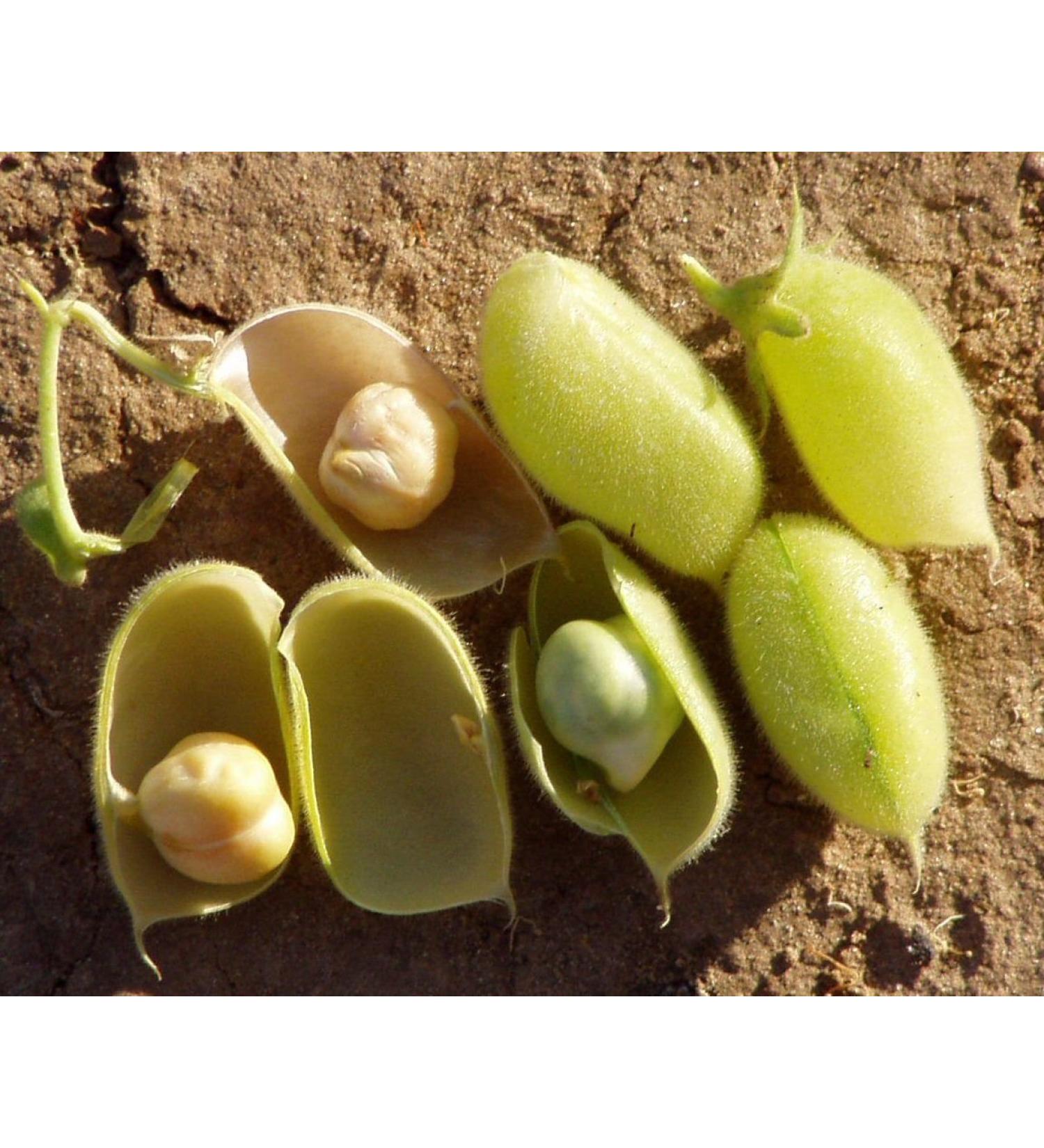 Portal Cool 40G Italiana Chick Semi di pisello 120 semi di ceci High Protein leguminose Italia