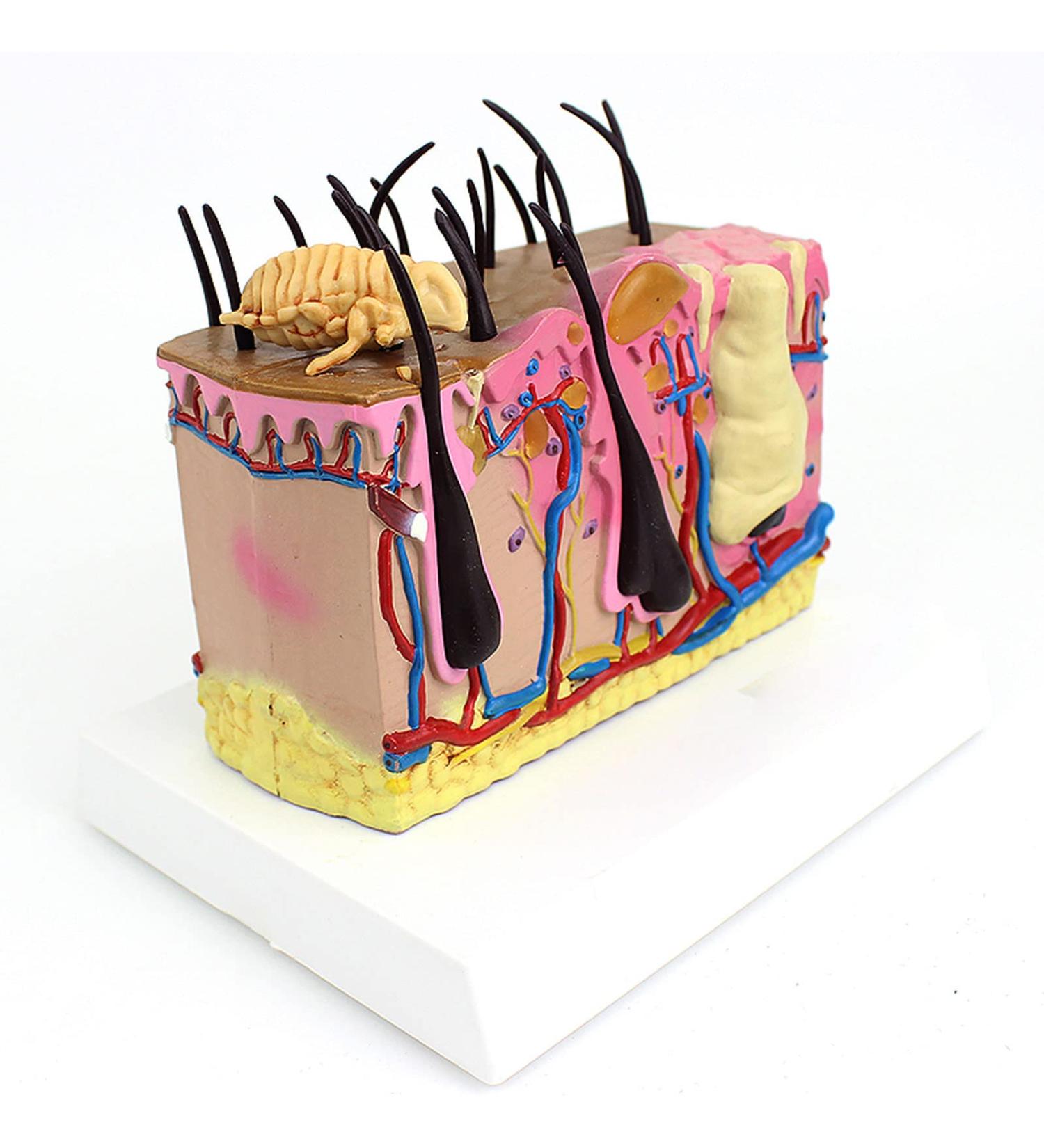 Dog Skin Model Insect Bite Pathology Mite Flea Hair Subcutaneous Tissue Vascular Nerve Shaping Dog Knee Joint - Buy Online on GoSupps.com