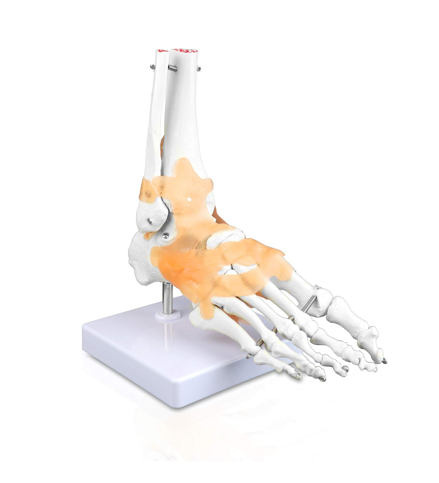 Jackson Global JS00047 Ankle Model - Right Foot with Ligament | International Shipping Available - Buy Online on GoSupps.com