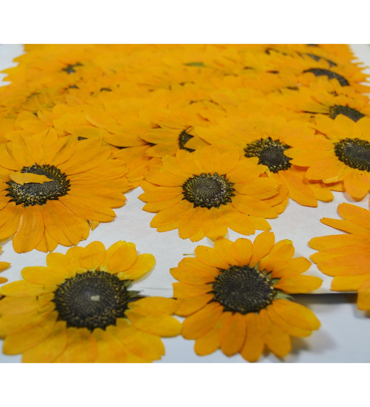 12 pcs Yellow Sunflowers Real Natural Dried Pressed Flowers for Candle Making Art Craft DIY