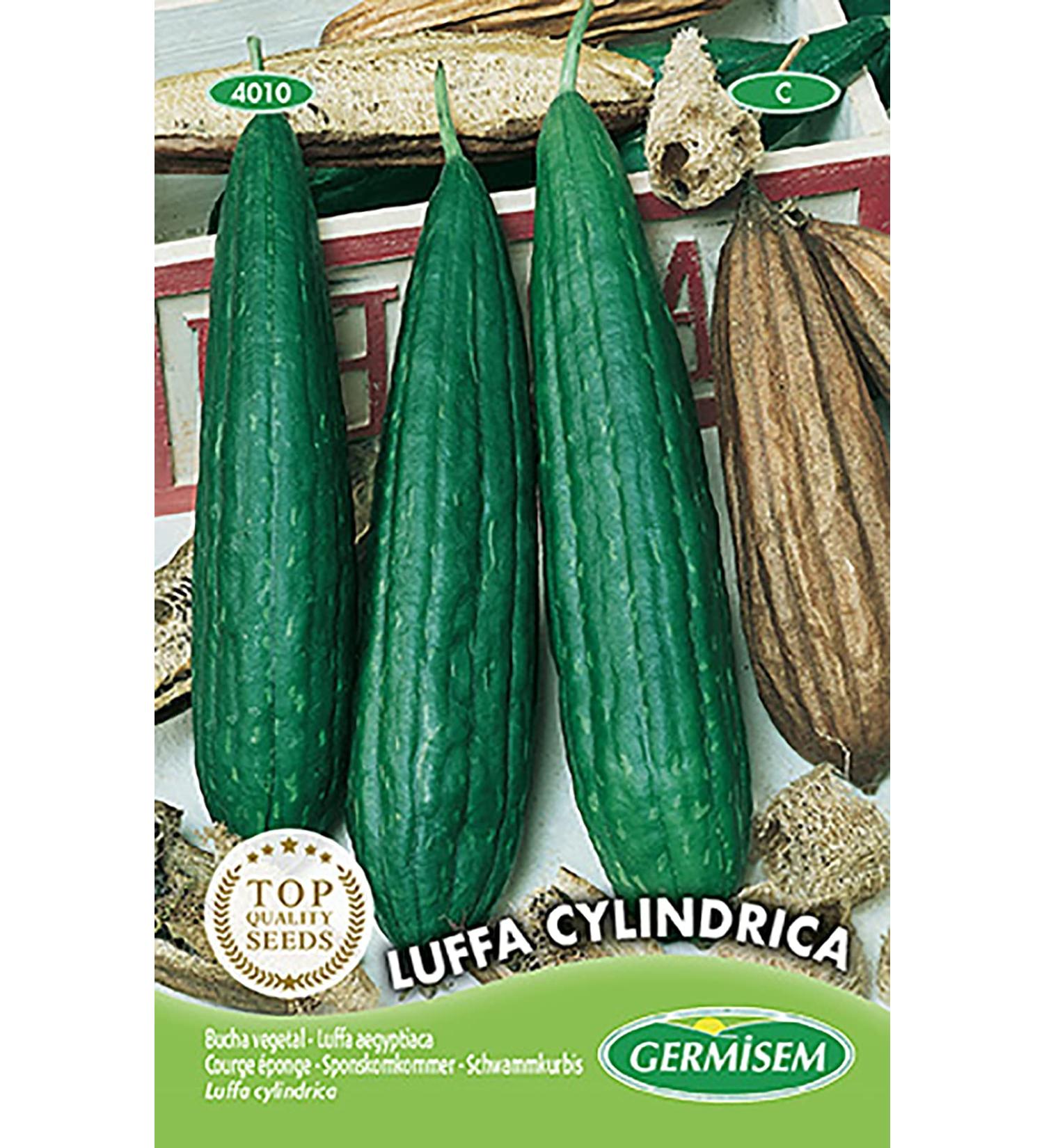 Luffa Cylindrica