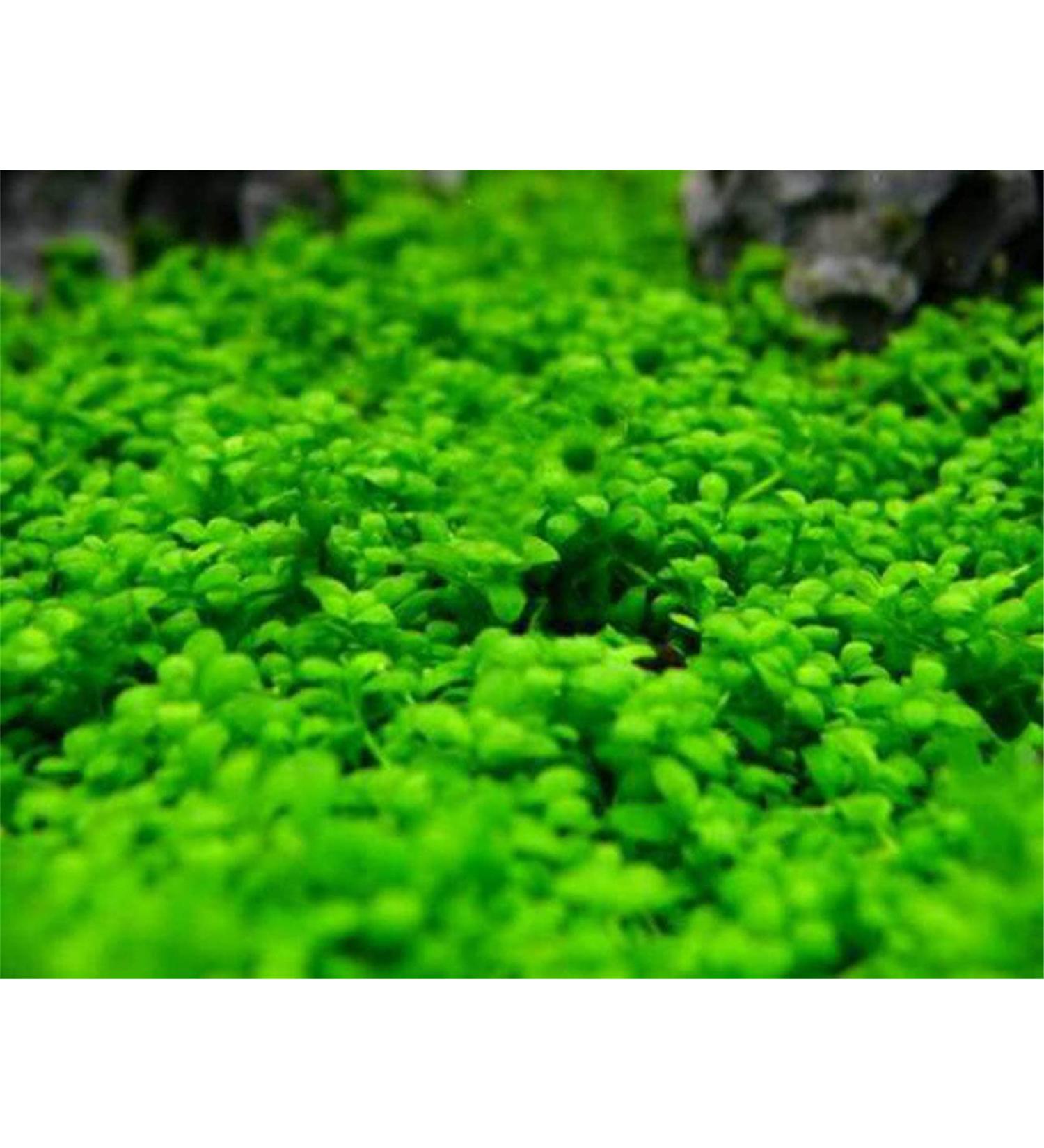 Kyushu Garden Plant Seeds Small Bacopa Monnieri Seeds Fish Tank Decorations Hydroponic Growing Plant Seeds(Small Leaf) 10G - Buy Online on GoSupps.com