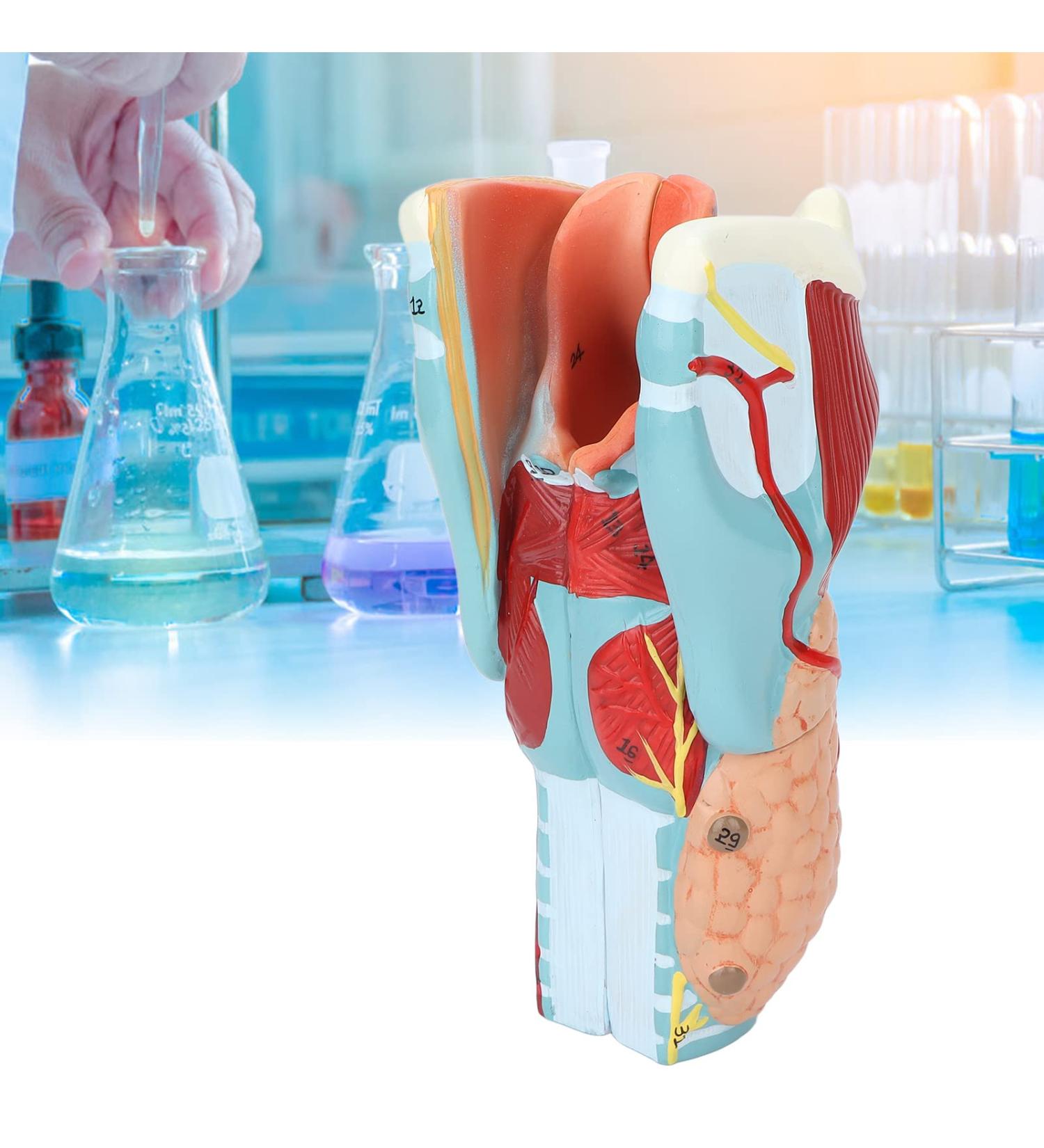 Human Throat Model 2X Magnification Vinyl Clear Structure Throat Dissection Teaching Model Human Throat Display Model Accurate Throat Model - Buy Online on GoSupps.com