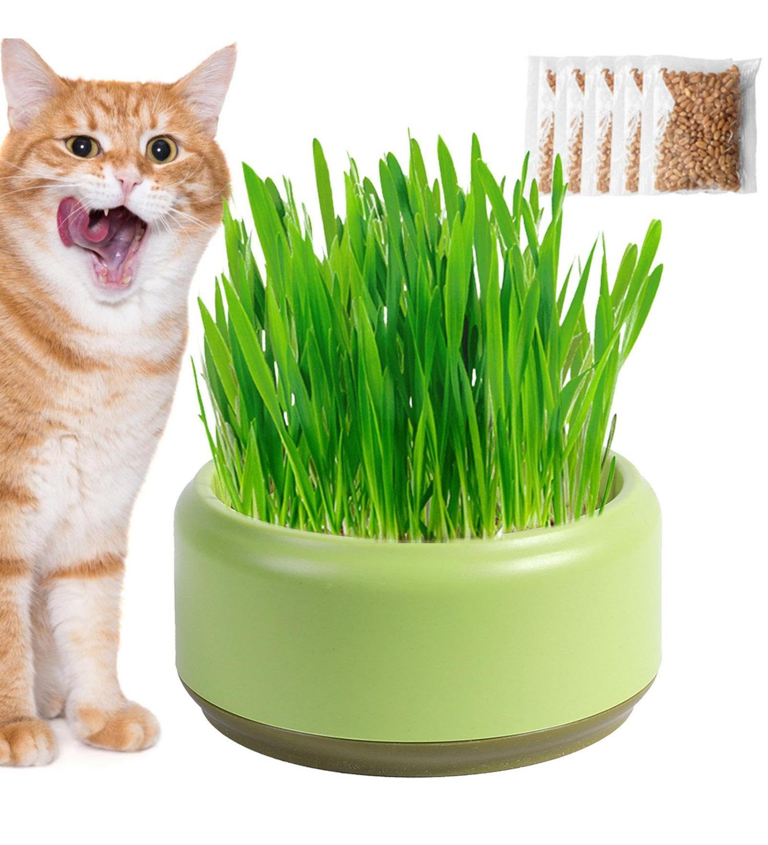 Firulab Cat Grass Growing Kit Cat Grass Bowl Planter Tray Catnip and Bowl Cat Grass Kit with Seeds DIY Soil Free Kitten Grass Growing Kit for Cat Snacks Green - Buy Online on GoSupps.com