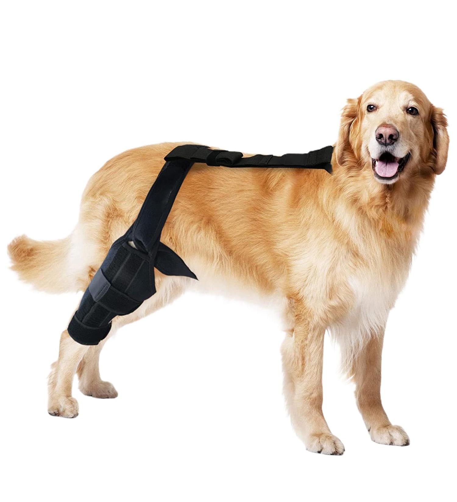 Dog Knee Support Brace - Rear Leg Brace Support Dog Knee Brace Neoprene Hip Brace Adjustable Traction Belt for Knee for Cruciate Ligament Injury for Torn ACL Leg L right - Buy Online on GoSupps.com