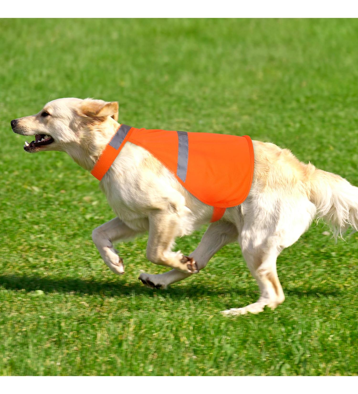 Adjustable Reflective Safety Vest for Dogs - High Visibility Warning Vest for Day & Night Outdoor Activities - Orange - Buy Online on GoSupps.com
