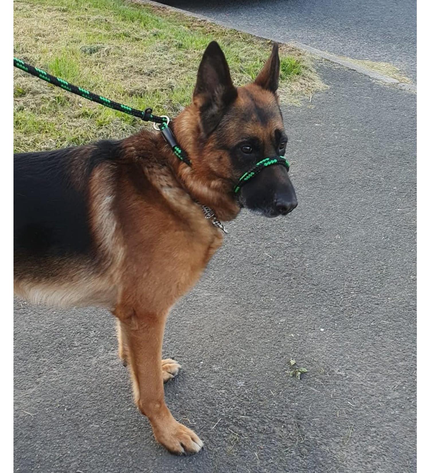 All-in-One Halter Leash for Dogs Anti-Pull Design Adjustable for All Breeds Green/Black Grey - Shop Internationally! - Buy Online on GoSupps.com