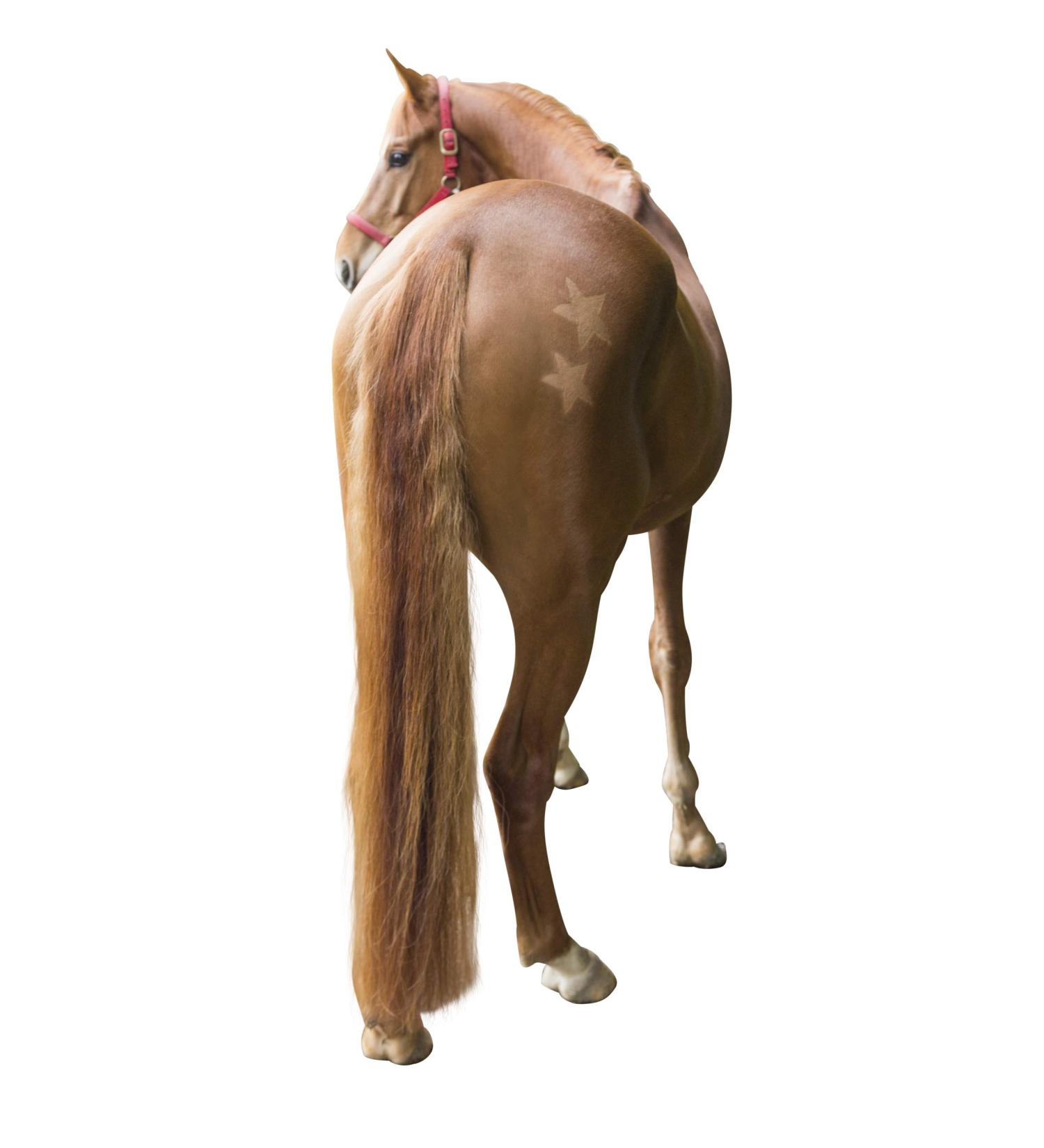 Kerbl 321900 Shearing Template for Horses - Set of 3 | International Shipping Available - Buy Online on GoSupps.com