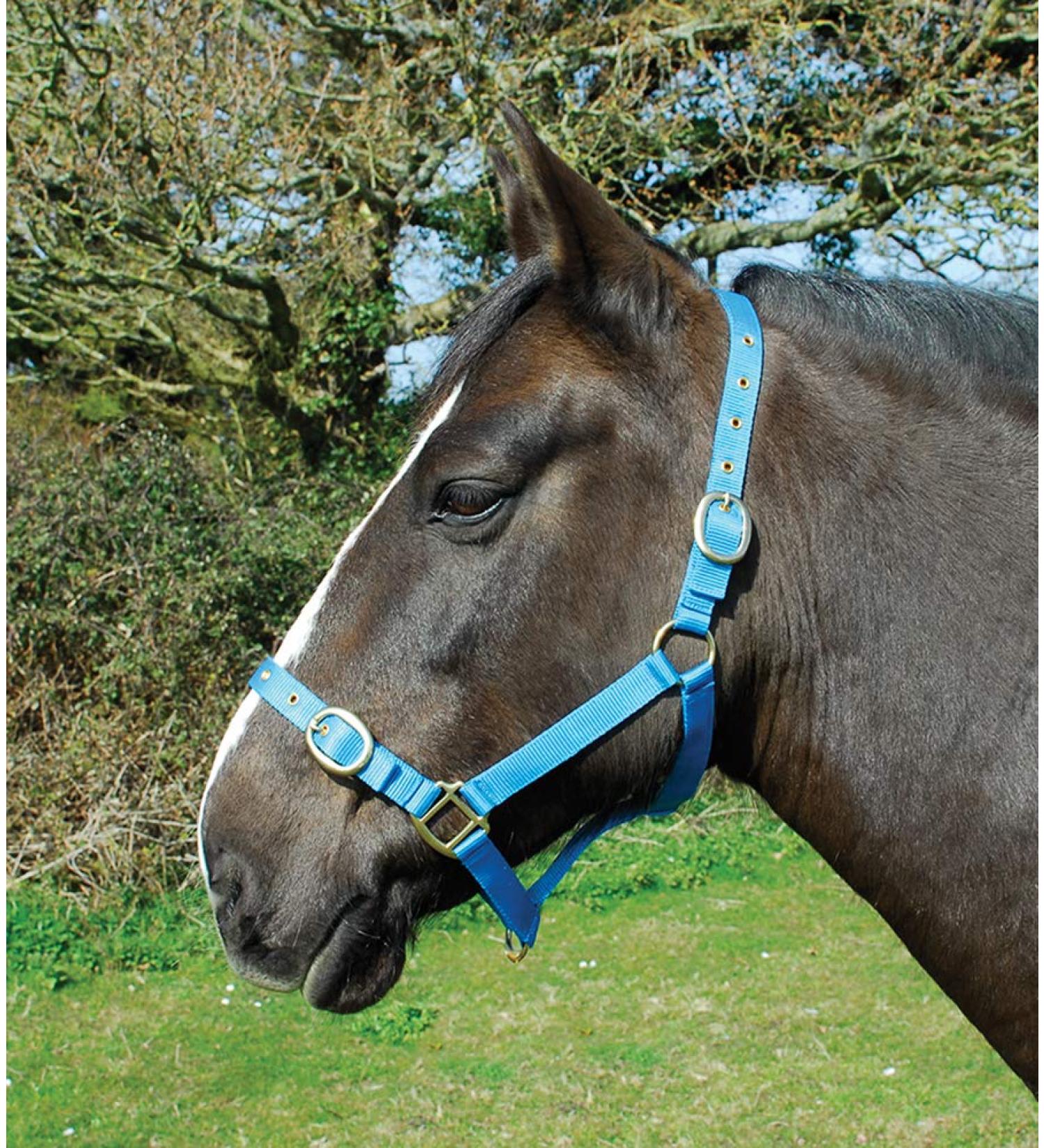 Rhinegold nylonhalter pony turquoise