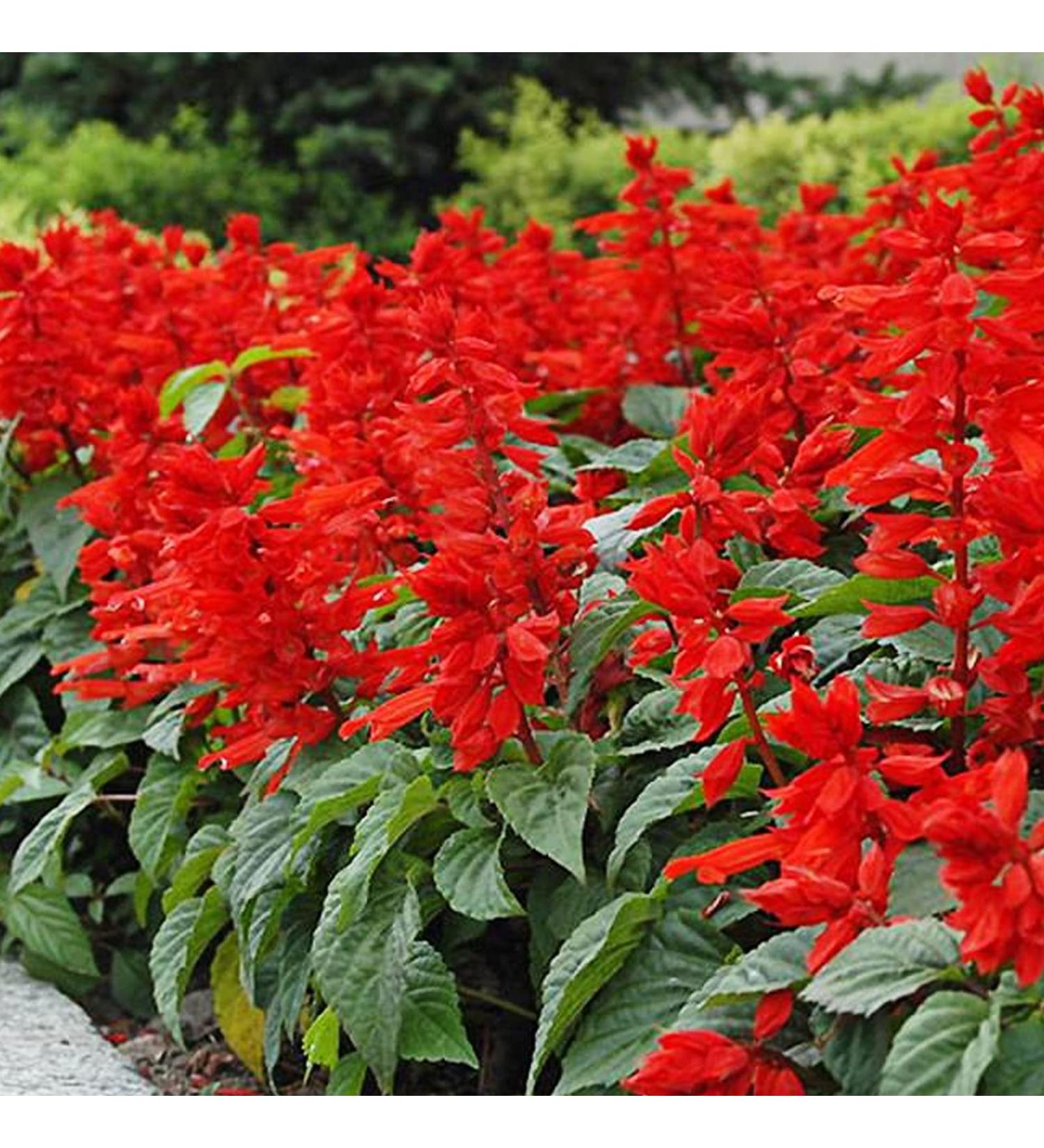 Benoon Semi Di Salvia Scarlatta 50 Pezzi/Borsa Semi Di Salvia Scarlatta Il Sole Preferisce La Pianta In Primavera Semi Di Fiori Rossi Ornamentali Di Forte Vitalit Per La Casa Mazzo Di Semi Rossi