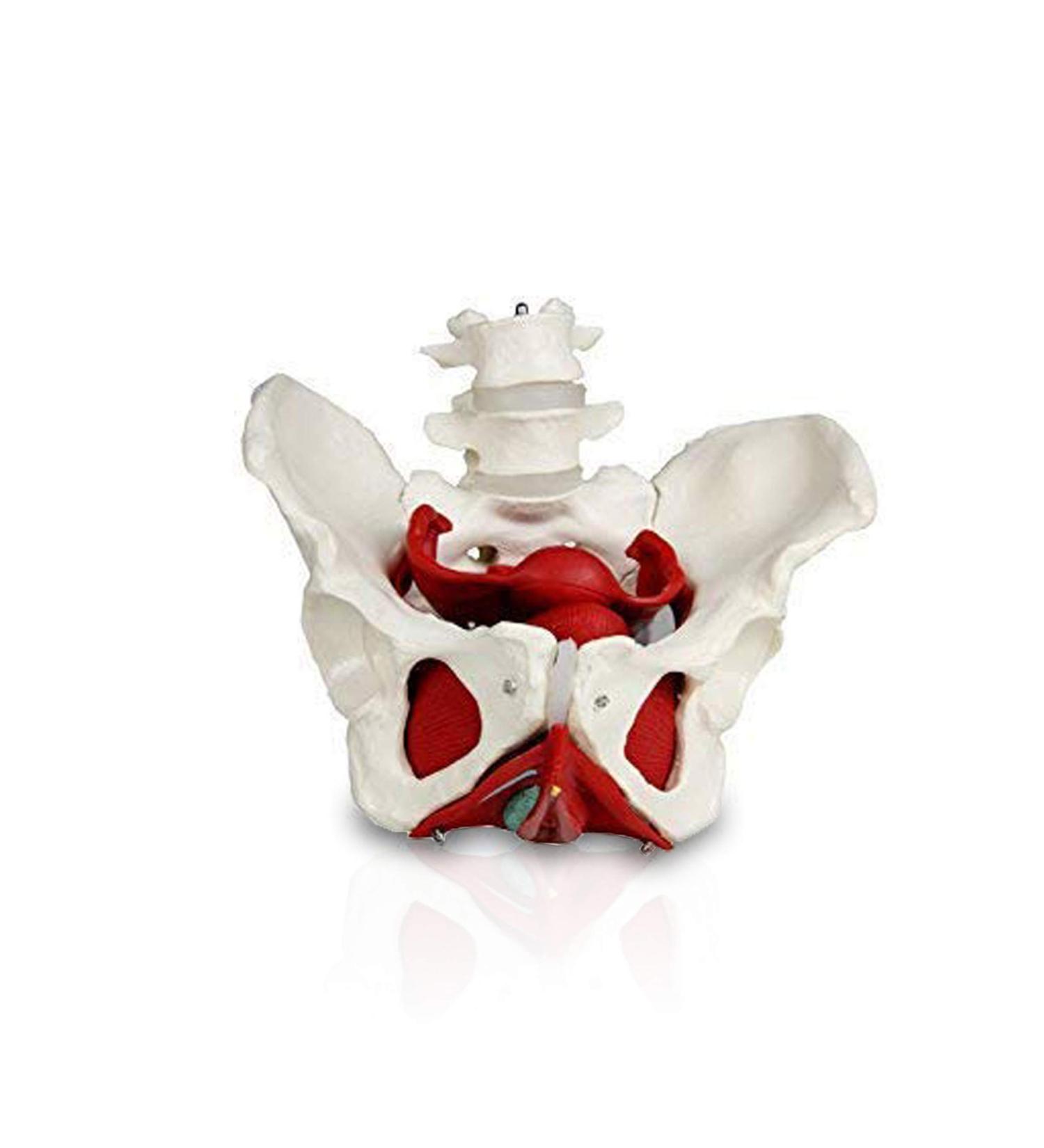JS00024 Female Pelvis Model with Removable Organs | Uterus Colon & Bladder Included | Detailed Instruction Manual | International Shipping Available - Buy Online on GoSupps.com