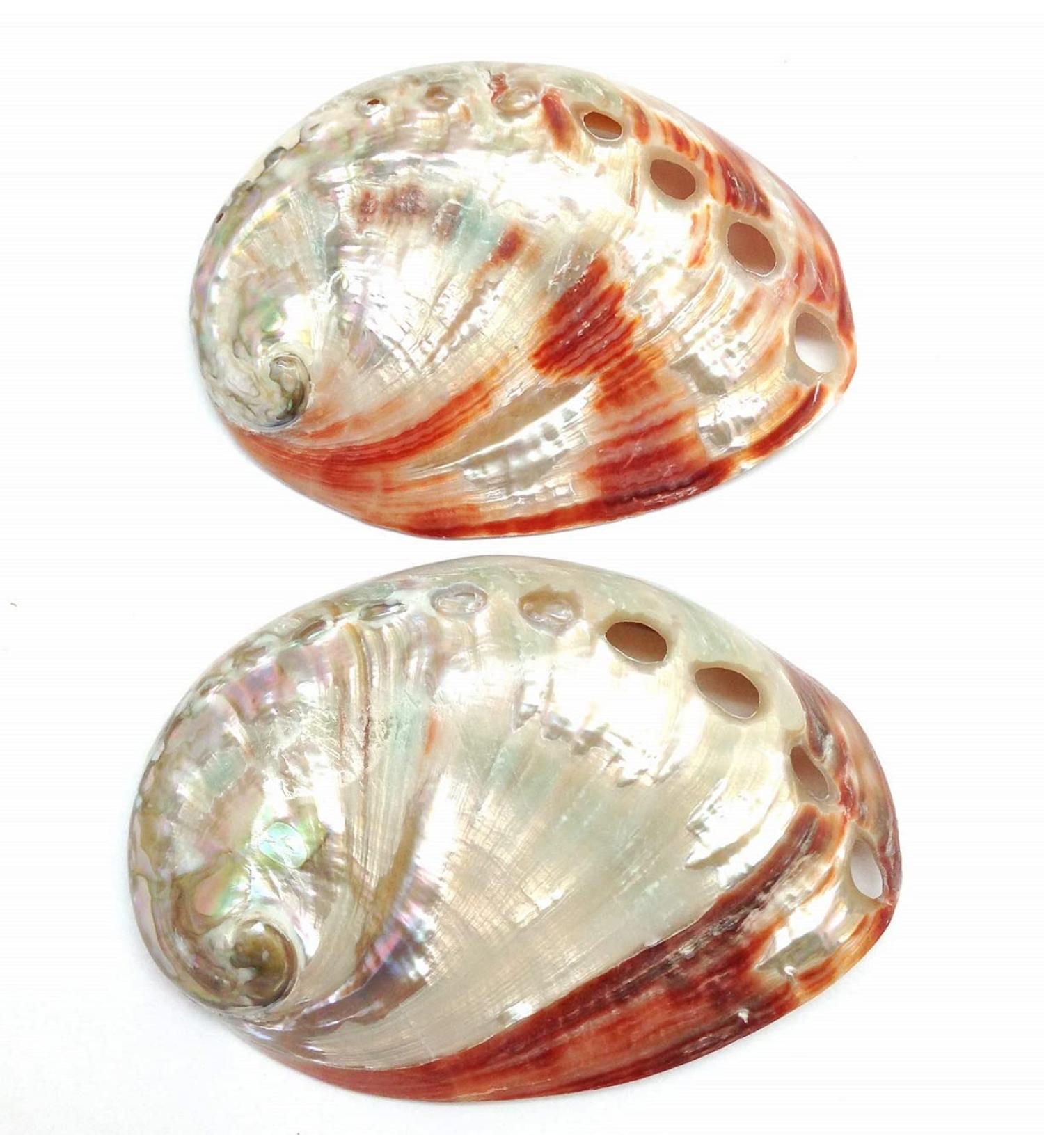 PEPPERLONELY 5PC Polished Red Baby Abalone Sea Shells - 2-3/4 to 3 Inch (99 Red Baby Abalone) - Set of 5 Shells - Buy Online on GoSupps.com
