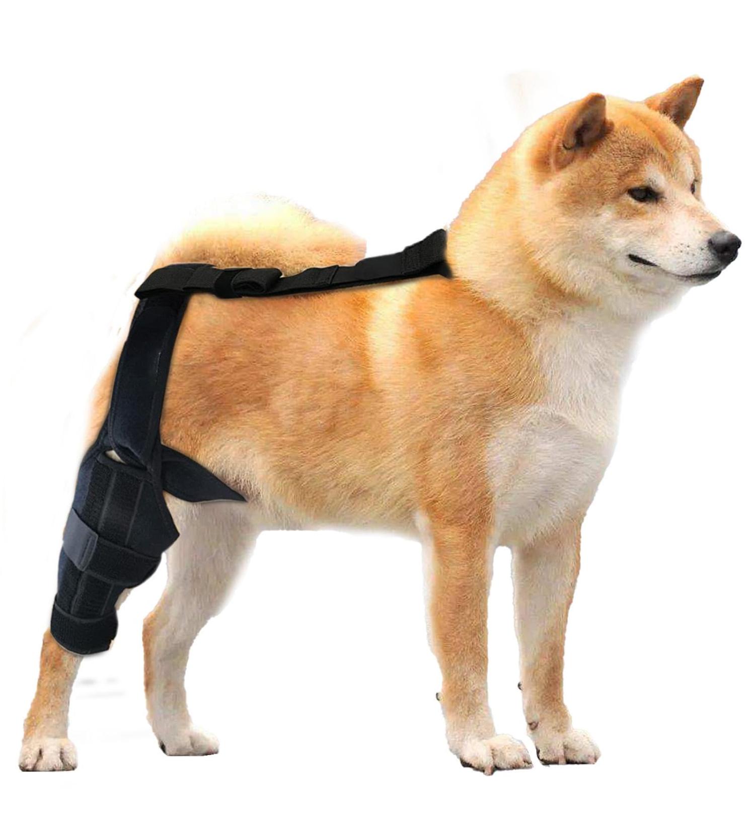 Dog Behind Leg Brace | Dog Knee Support Brace - Brace Behind Leg Neoprene Hip Brace Adjustable Traction Belt Stabilizer for Torn ACL Leg M right - Buy Online on GoSupps.com