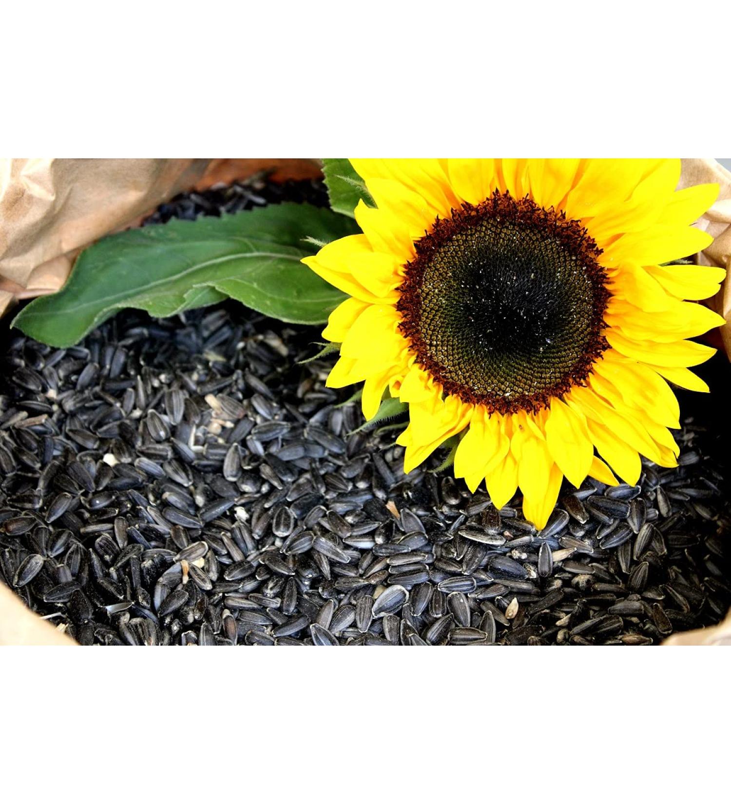 10 Kg Black Sunflower Seeds New Harvest 2023 Bird Food