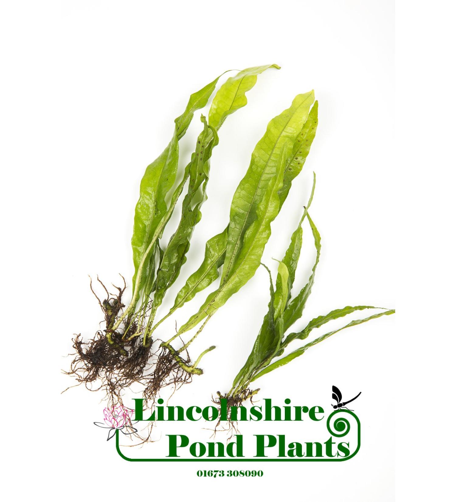 Java Fern Microsorium pteropus Live Aquarium Plants (2)
