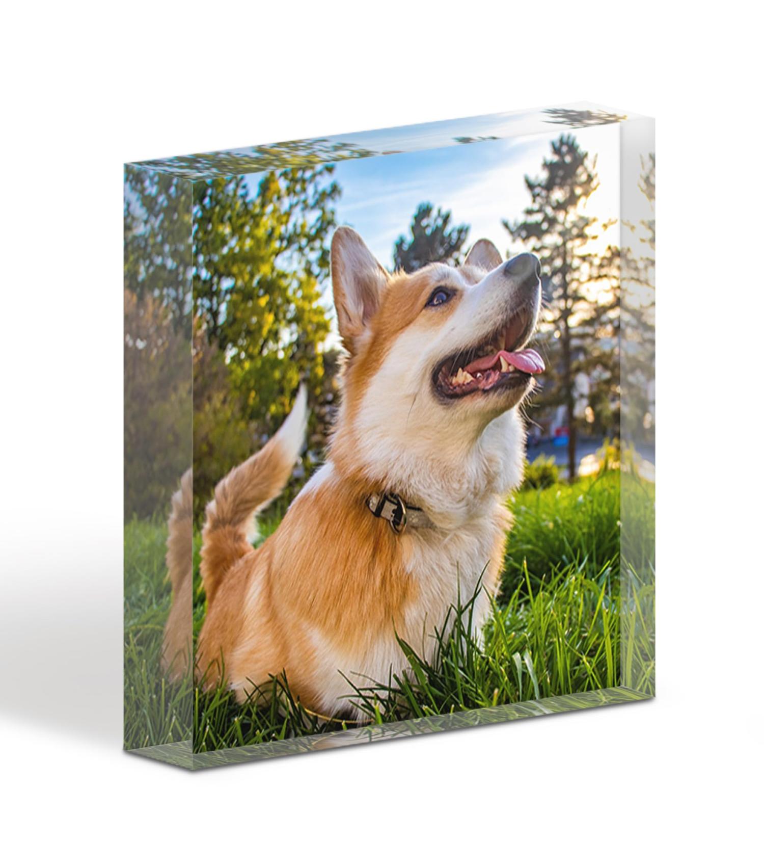 TULLUN Personalised Custom Made Pet Dog Cat Animal Memorial Acrylic Crystal Clear Block Plaque with Photo Text Name Date - Full Print 3D Effect - Buy Online on GoSupps.com
