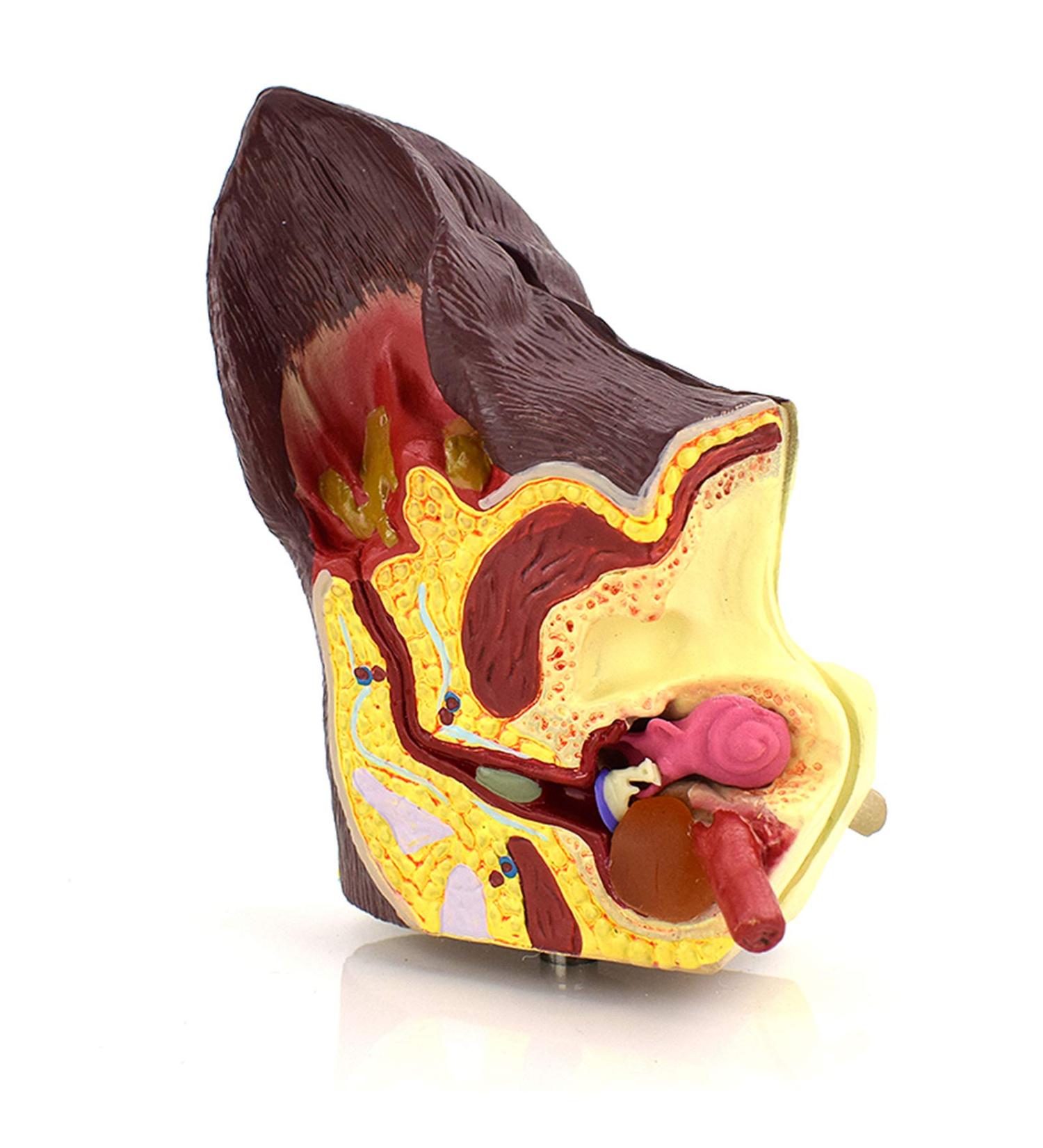 Dog Ear Dissection Anatomy Model Dog Ear Model Animal Organ Anatomy Model Dog Ear Model Health and Infected Pathological Ear Model for Veterinary Education Study - Buy Online on GoSupps.com