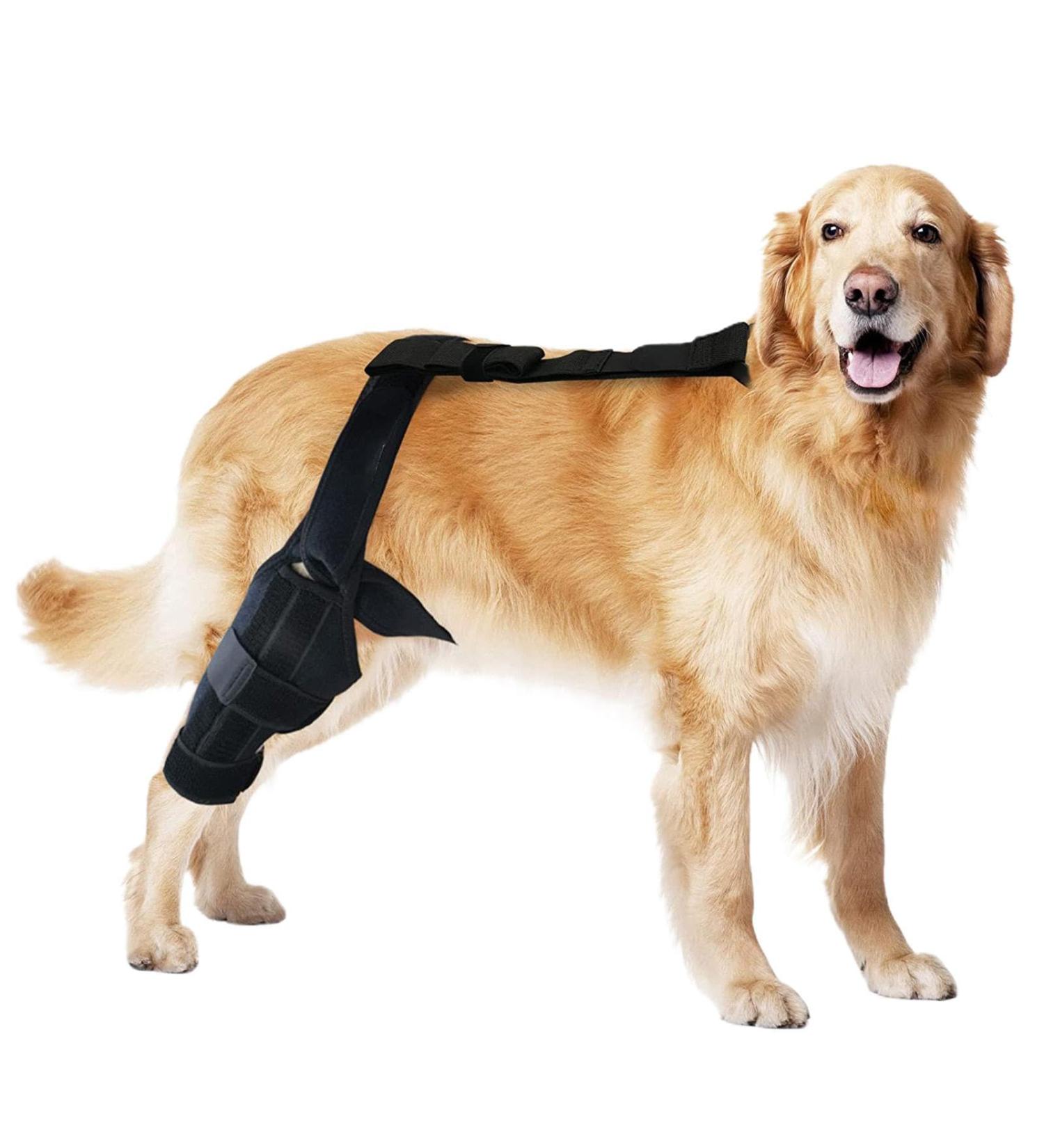 Dog Knee Brace | Dog ACL Knee Support Brace Rear Leg Stabilizer for Small Dogs Neoprene Hip Brace with Adjustable Traction Belt for Cruciate Ligament Injury Joint M right - Buy Online on GoSupps.com