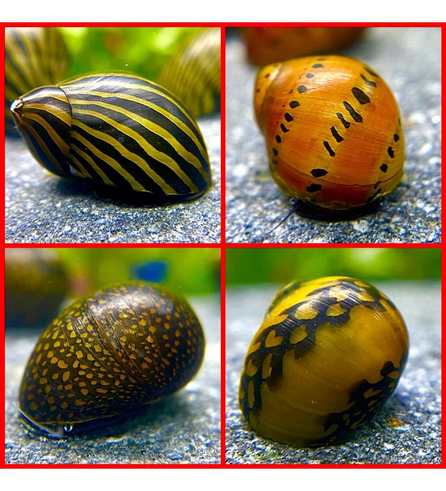 WaterPlants Racing Snail Mix - 8 Pieces of Aquarium Racing Snails 2 Varieties for Your Tank - International Shipping Available - Buy Online on GoSupps.com
