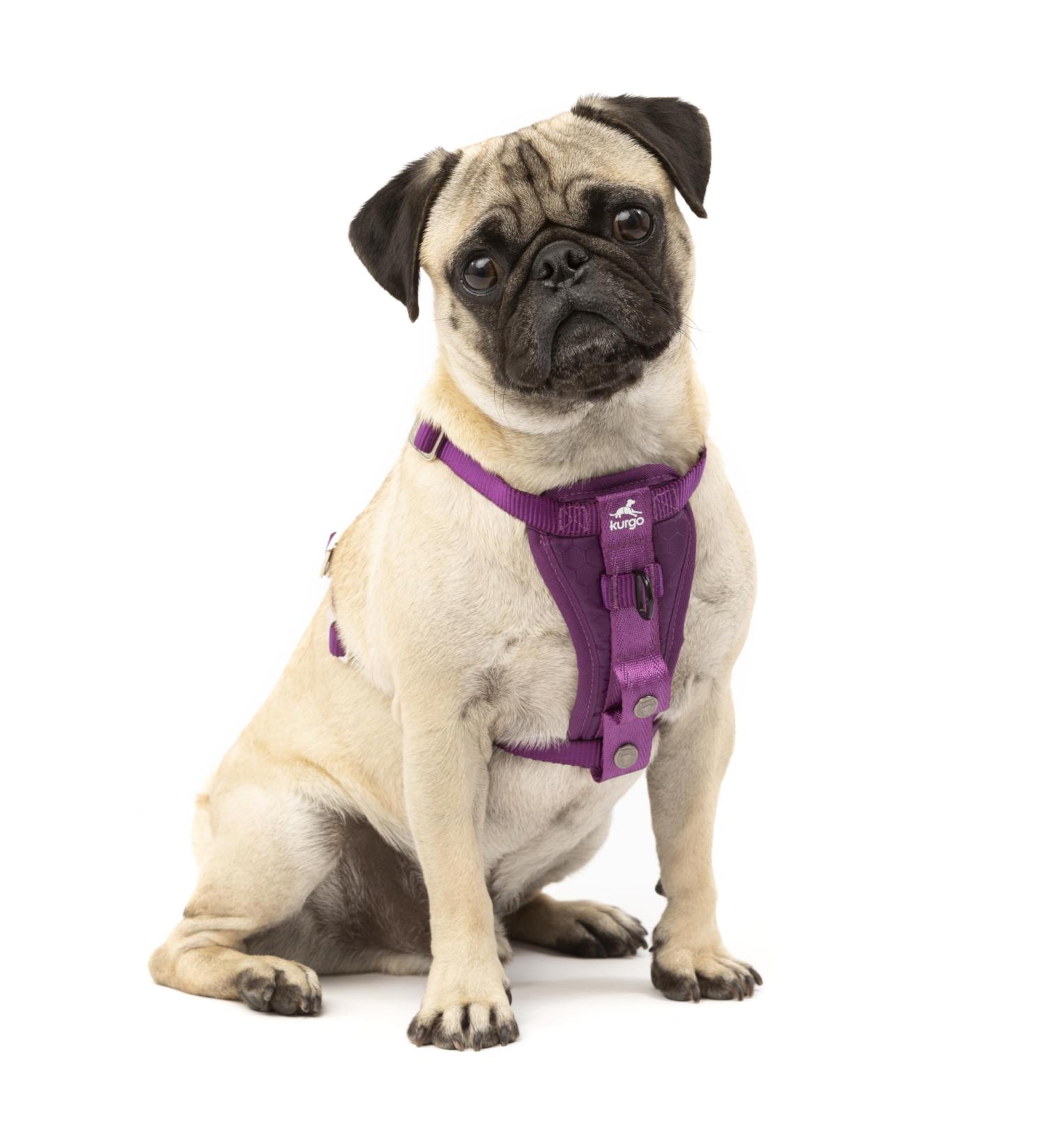 Kurgo Tru-Fit Dog Harness - Crash Tested Car Seat Belt for Small Dogs (2-5 kg) - Size S - Purple - Buy Online on GoSupps.com