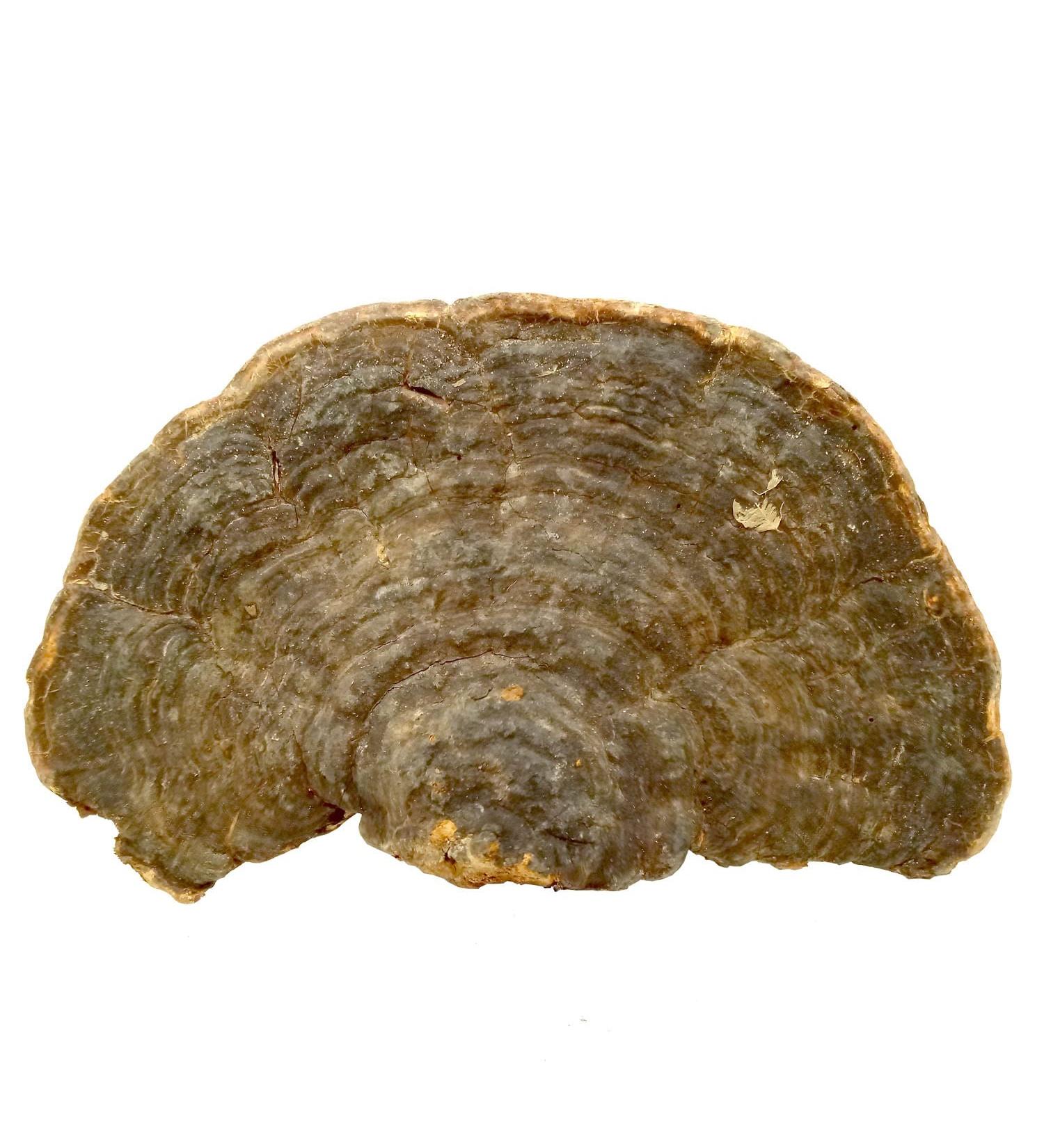 Wild Growth Cyan Ganoderma lucidum/Lucid Ganoderma/lingzhi 35.3 Oz. - Buy Online on GoSupps.com