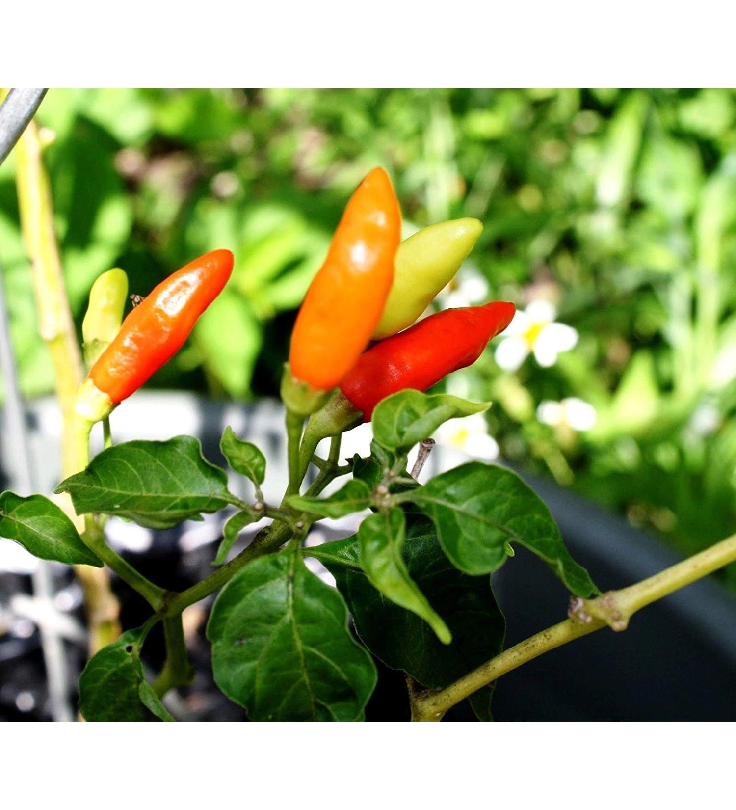 Pacchetto semi: Semi 60x Tabasco Pepper | Peperoncino piccante Hot Sauce