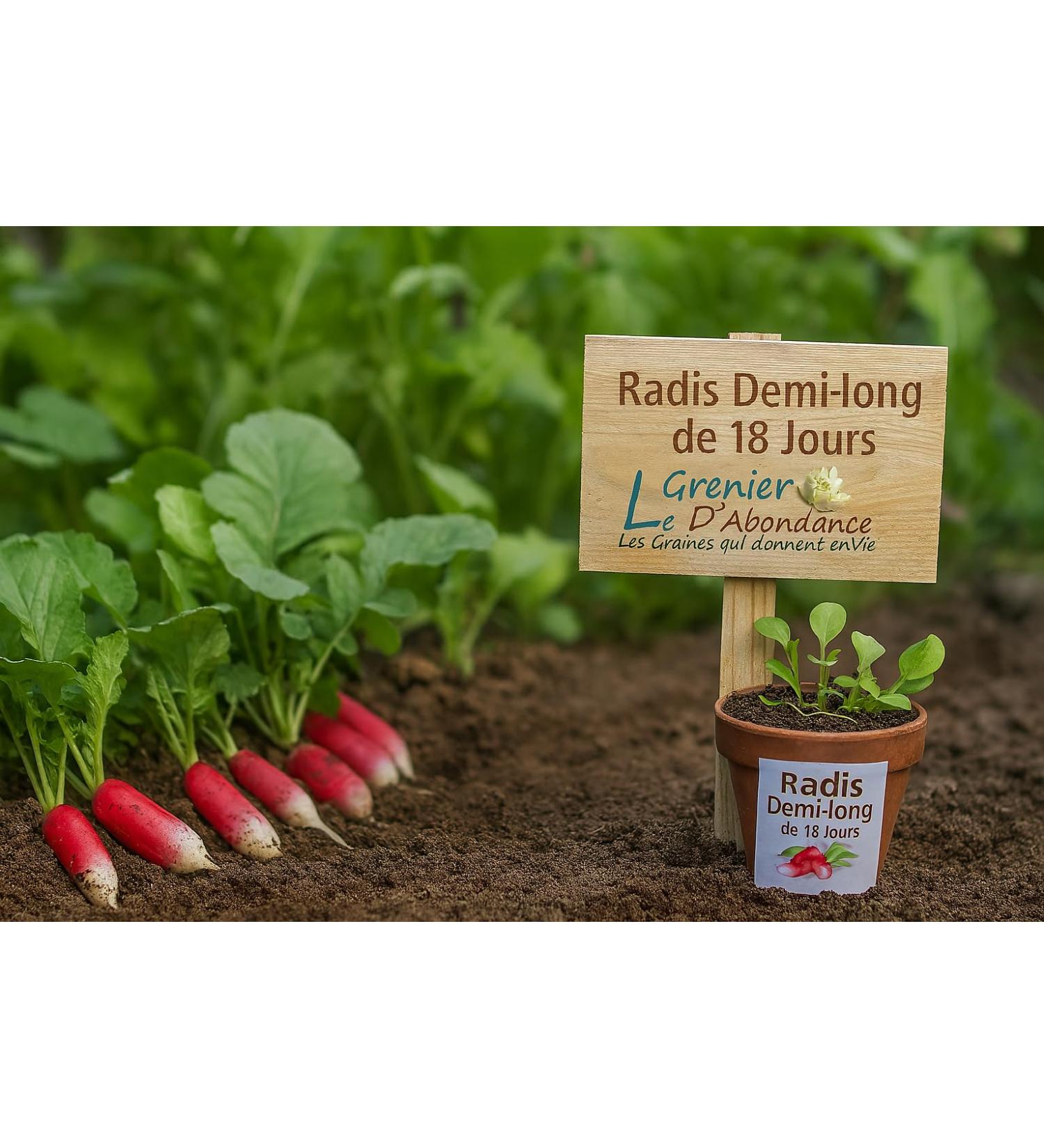 500 Seeds to sow The Granary of Abundance RADIS Halflong for 18 days Radix - Buy Online on GoSupps.com