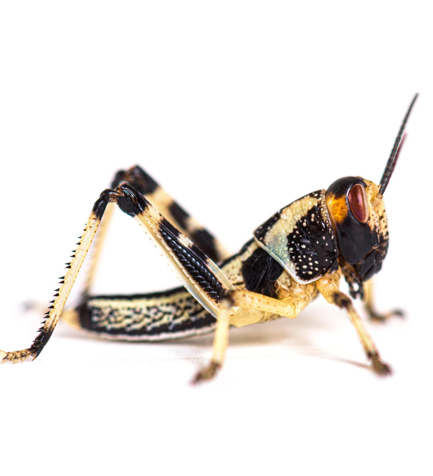 Livefoods4u Medium Locust Live Food (12-20mm) - Perfect for Reptiles - Sustainably bred (Tub of 50) - Buy Online on GoSupps.com