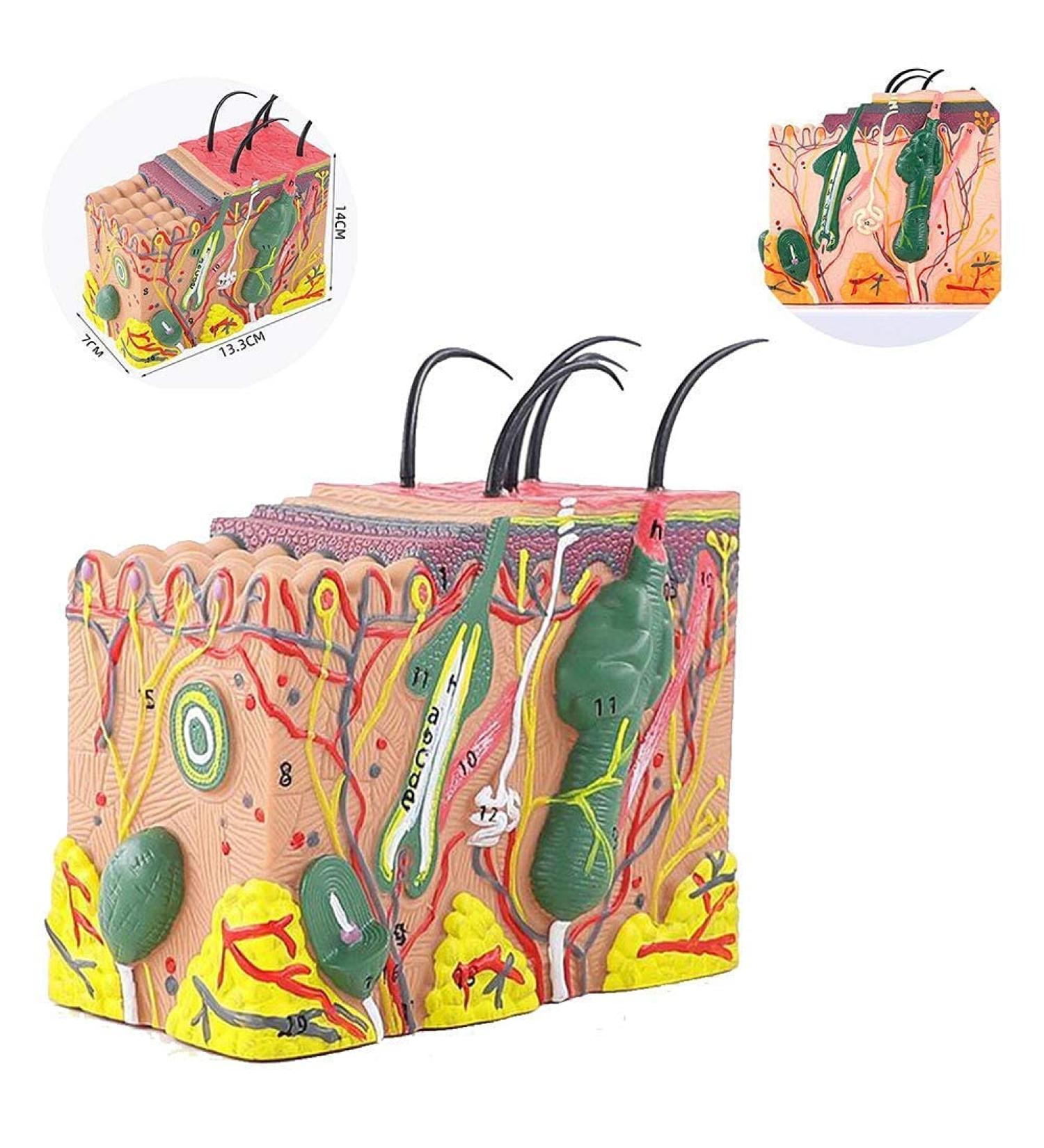 Anatomical Model of The Human Skin Tissue Structure with 35 Times Enlargement - Suitable for Research and Medical Training - Buy Online on GoSupps.com