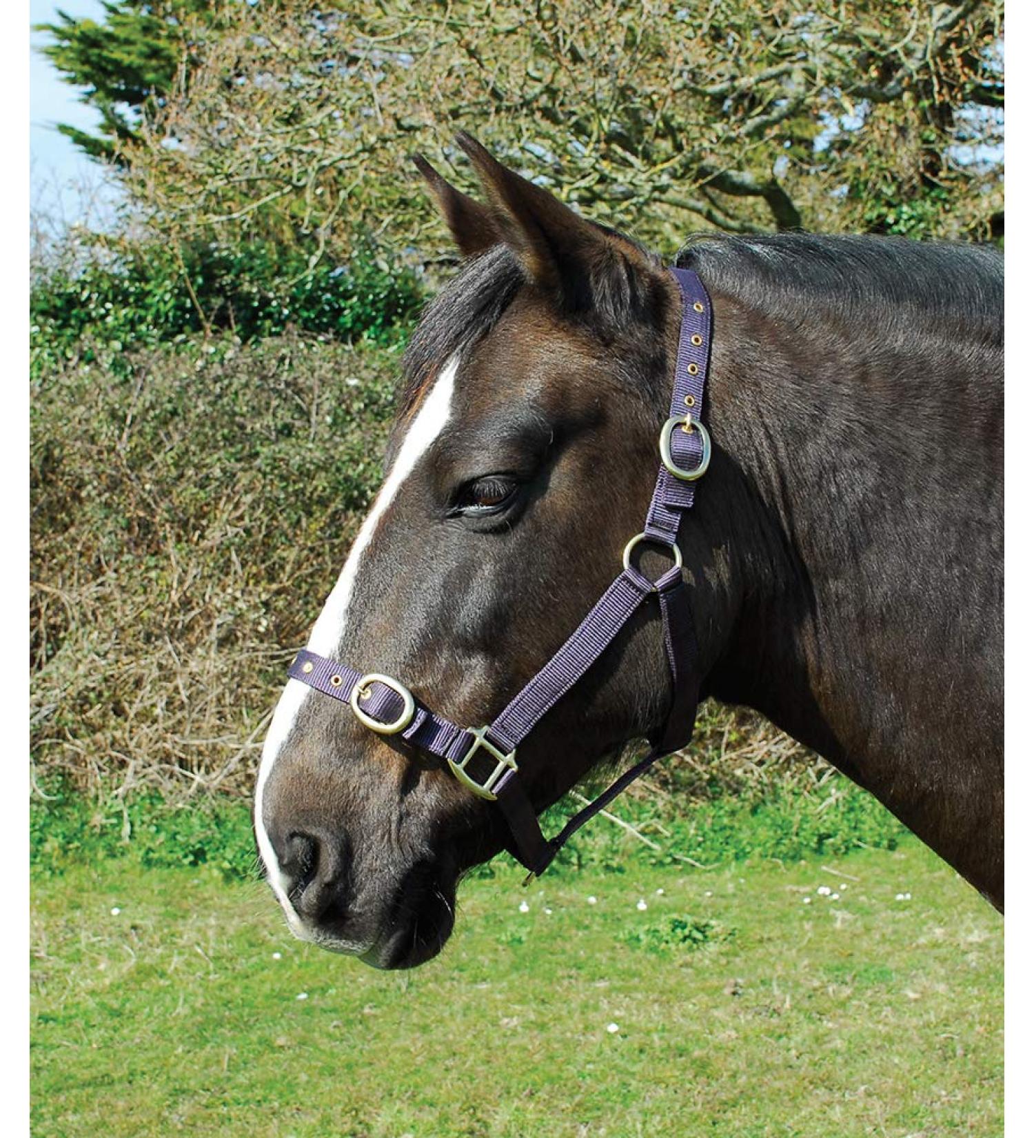 Rhinegold nylonhaler Shetland plum