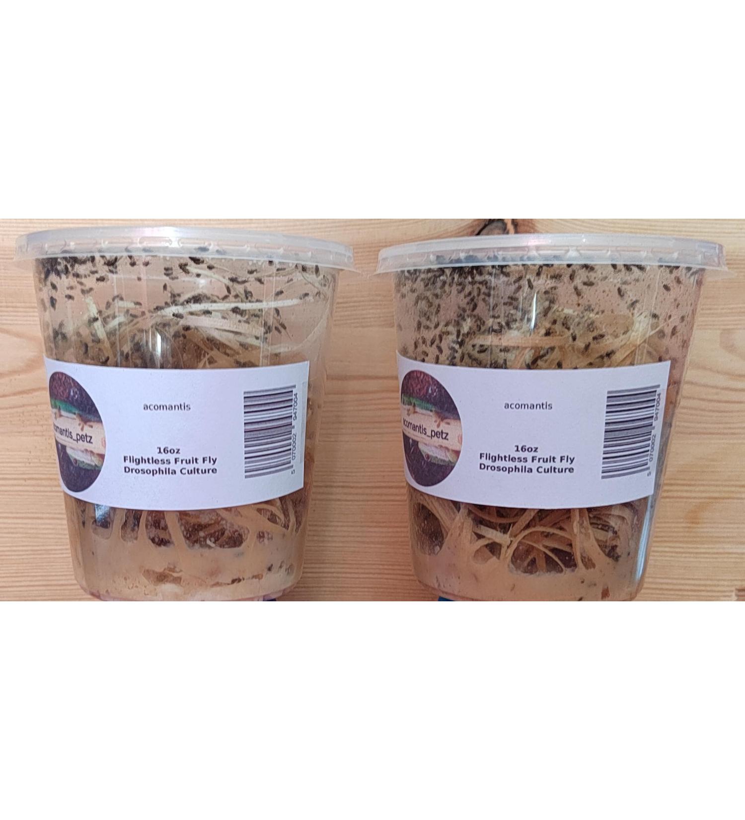 acomantis 2x16oz double-pack Flightless Fruit Flies Live Food (Drosophila Culture) - Buy Online on GoSupps.com