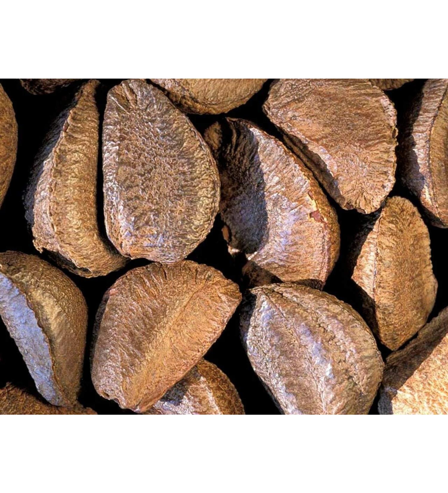 Fresh Raw In-shell Whole Brazil Nuts (2) 2.0 Pounds