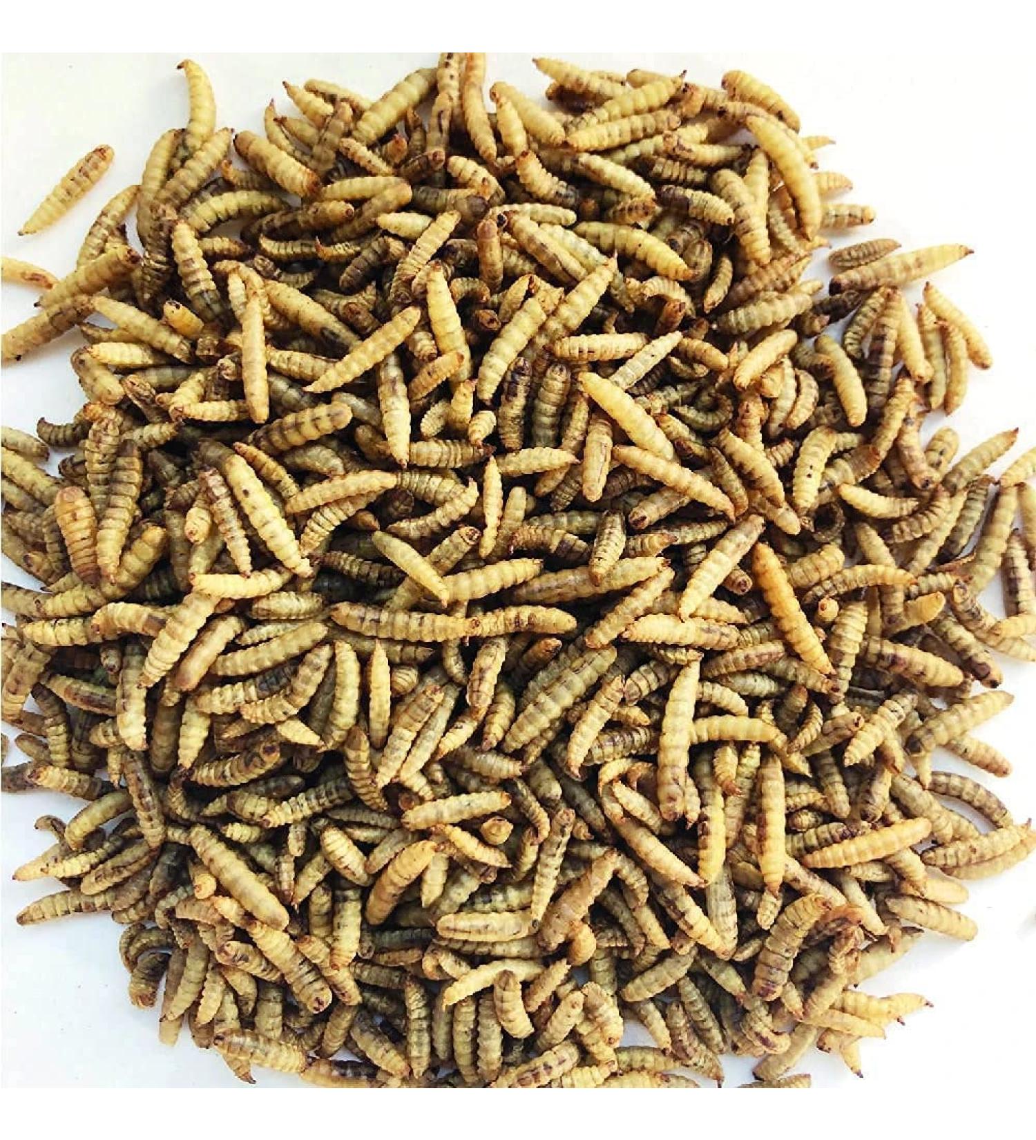 Superpet Dried Calciworms Calci Worms Similar To Mealworms For Birds Fish And Many More (5Kg) 5 kg (Pack of 1) - Buy Online on GoSupps.com