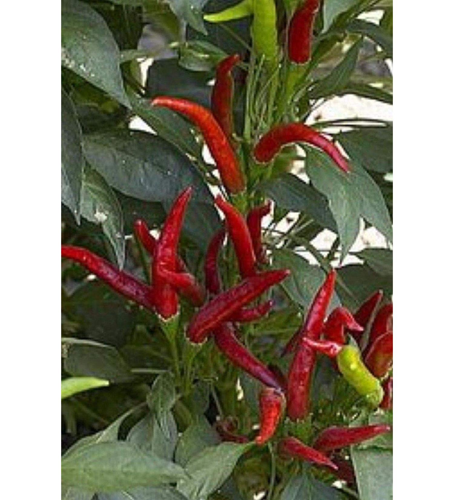 Germinazione I Semi: Liveseeds - Hot Chilli Pepper - Thai Super Chilli 100 Semi