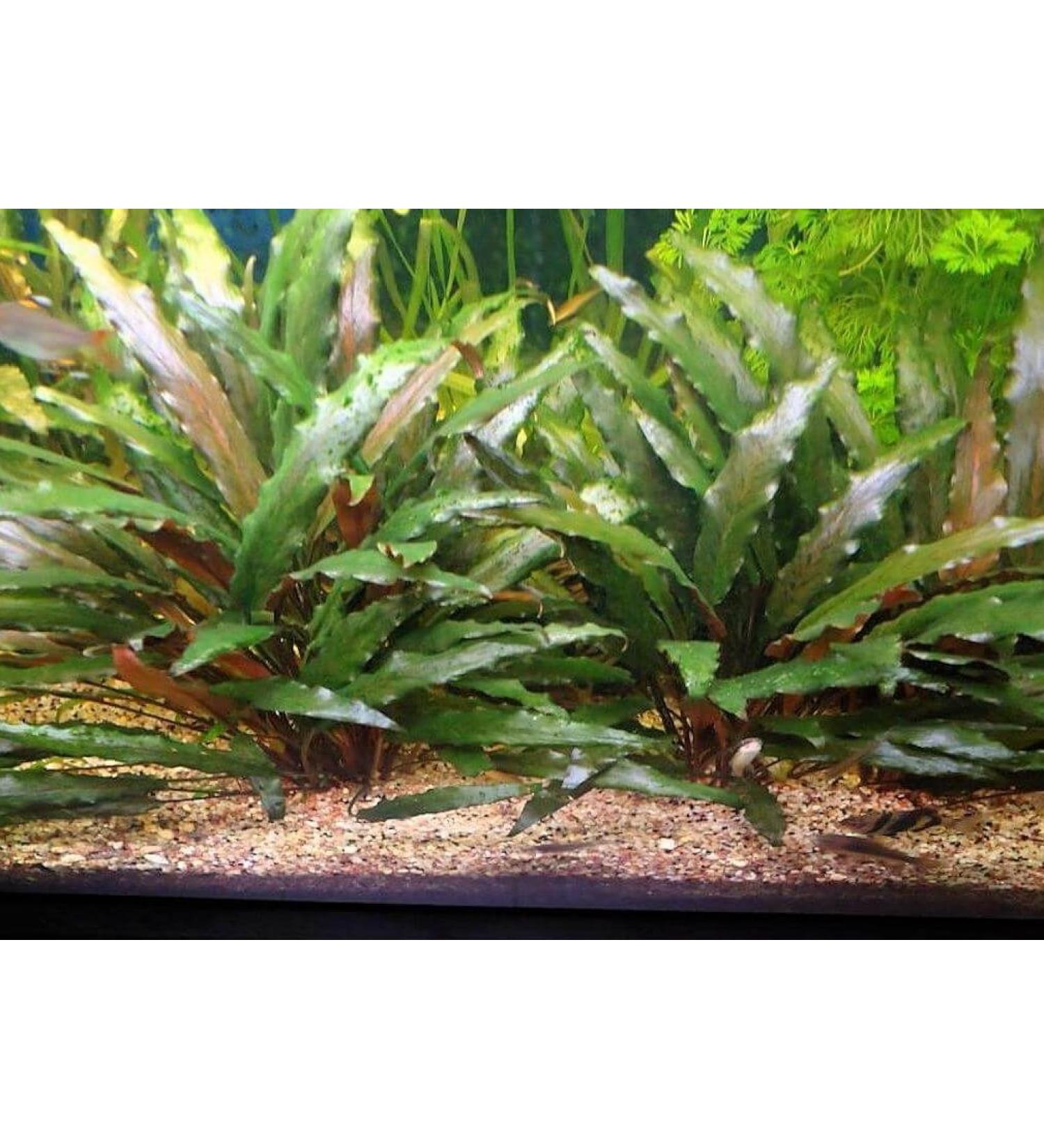 Lincolnshire Pond Plants Ltd Cryptocoryne Beckettii - Live Aquarium Plants