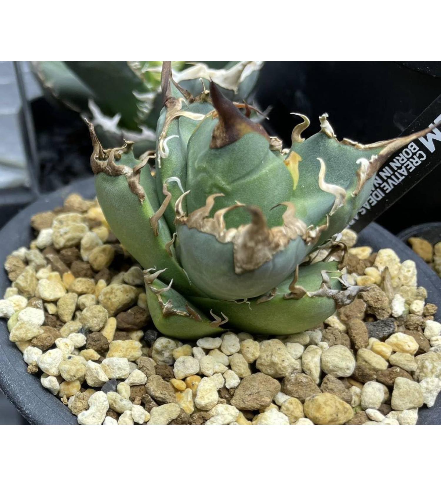 Caesar Agave - Buy Online on GoSupps.com