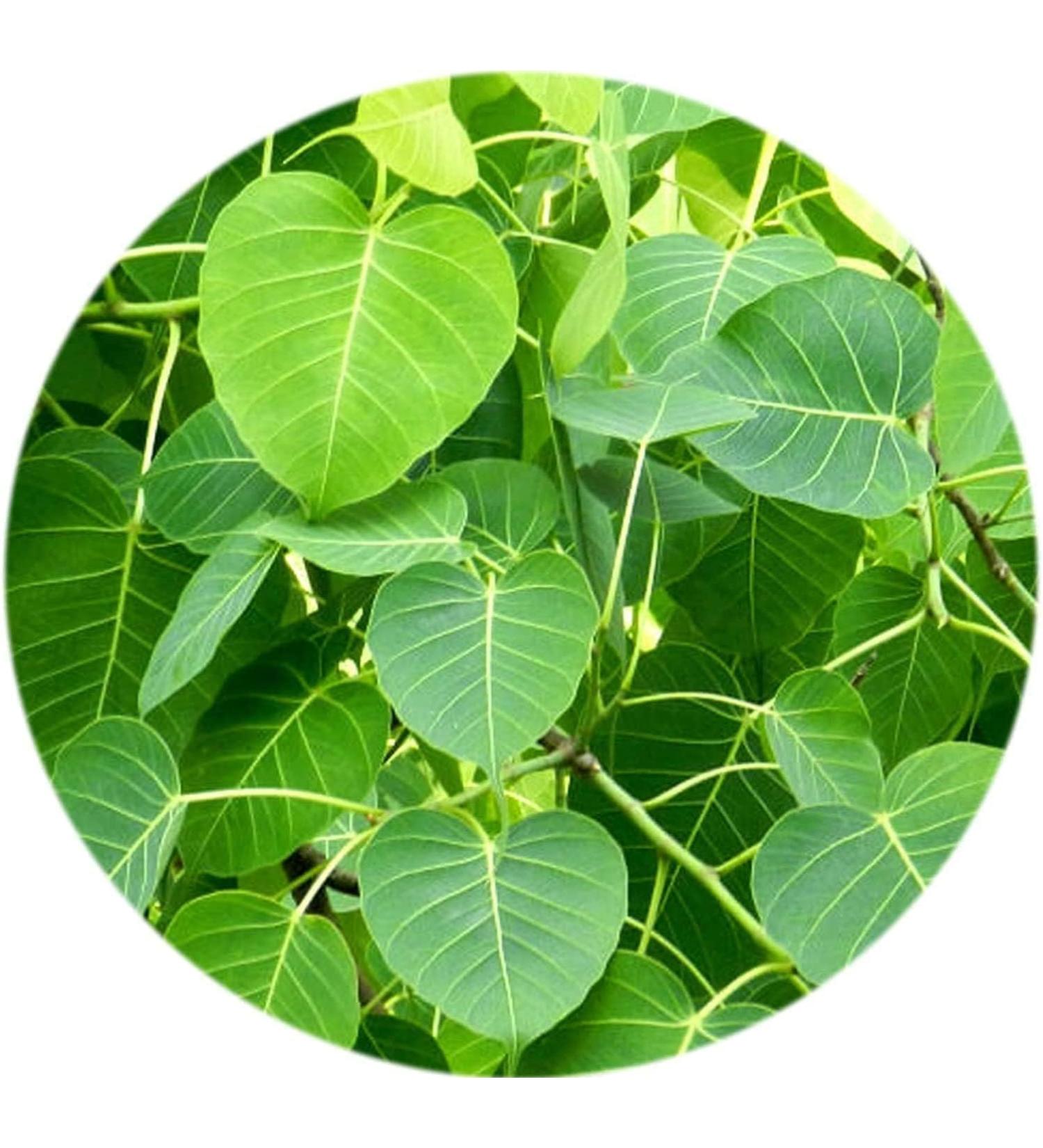 SENTA Valli Organics Peepal Leaf Powder