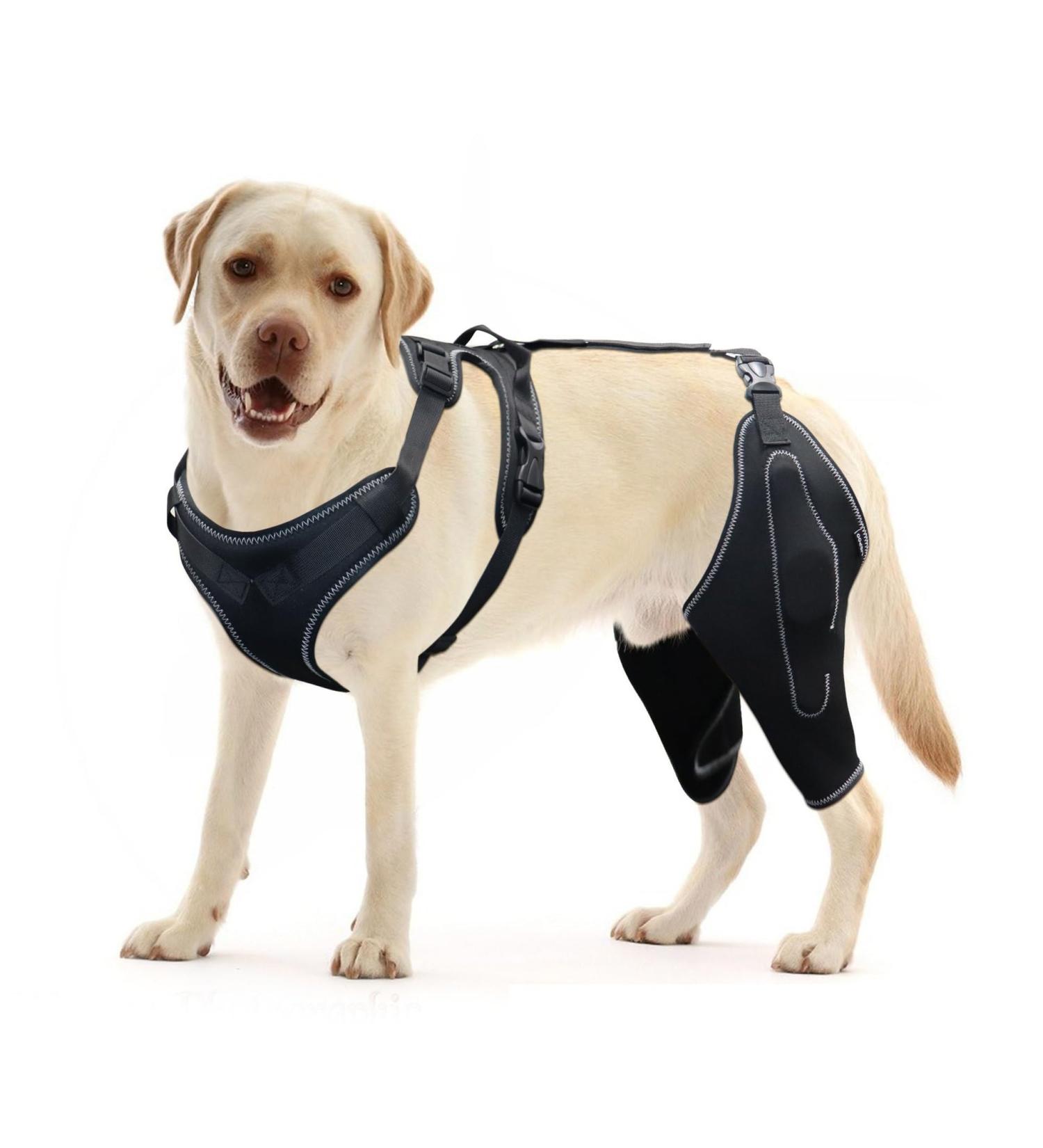 Dog Knee Brace for Torn ACL Hind Leg and Luxating Patella Dog Leg Brace with Metal Hinged Support for Better Support and Recovery Both Leg Hind Leg Luxating Patella Dysplasia Arthritis Joint Pain(Lar Large - Buy Online on GoSupps.com
