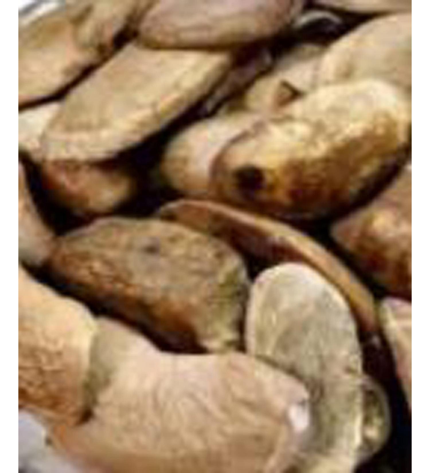 RAW HERB/JADI BOOTI MANGO SEED KERNEL AAM GUTHALI MANGIFERA INDICA (100GM) - Buy Online on GoSupps.com