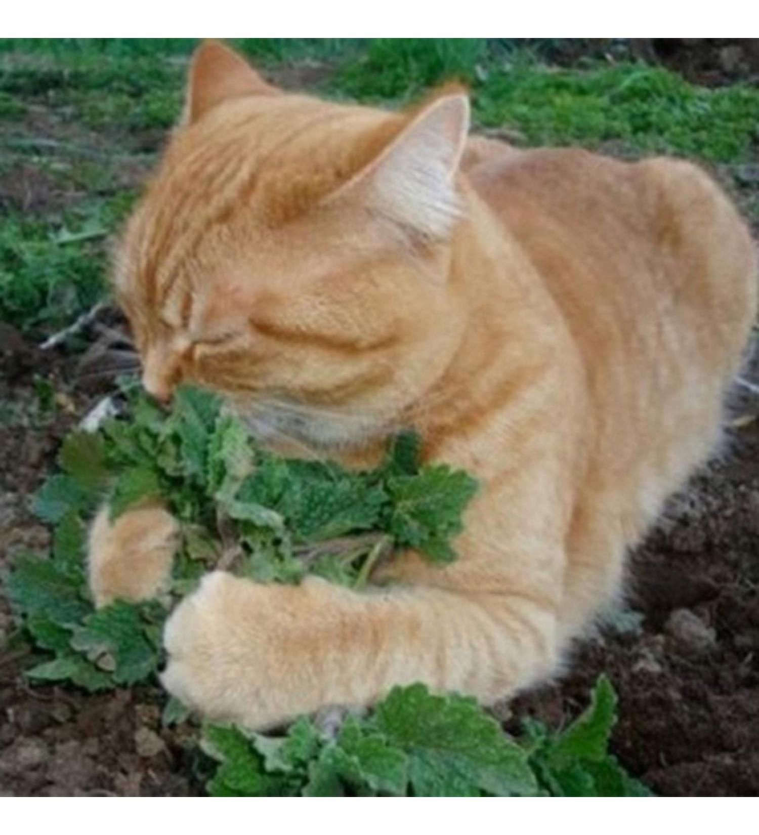 50 semi di erba gatta rari biologici aromatici medicinali erbe 50 pezzi per Donne uomini Bambini principianti giardinieri Regalo