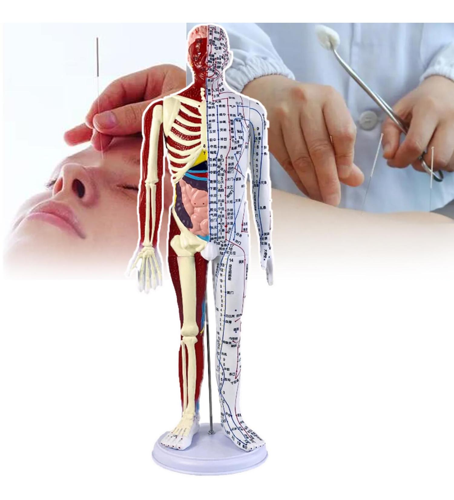 Acupuncture Male Model(Height 23.6 Inches) Half Skin and Half Bone Human Acupoint Model/PVC Material 360 Rotating Arm+Base Digital Positioning+Color Meridians for Reference A - Buy Online on GoSupps.com