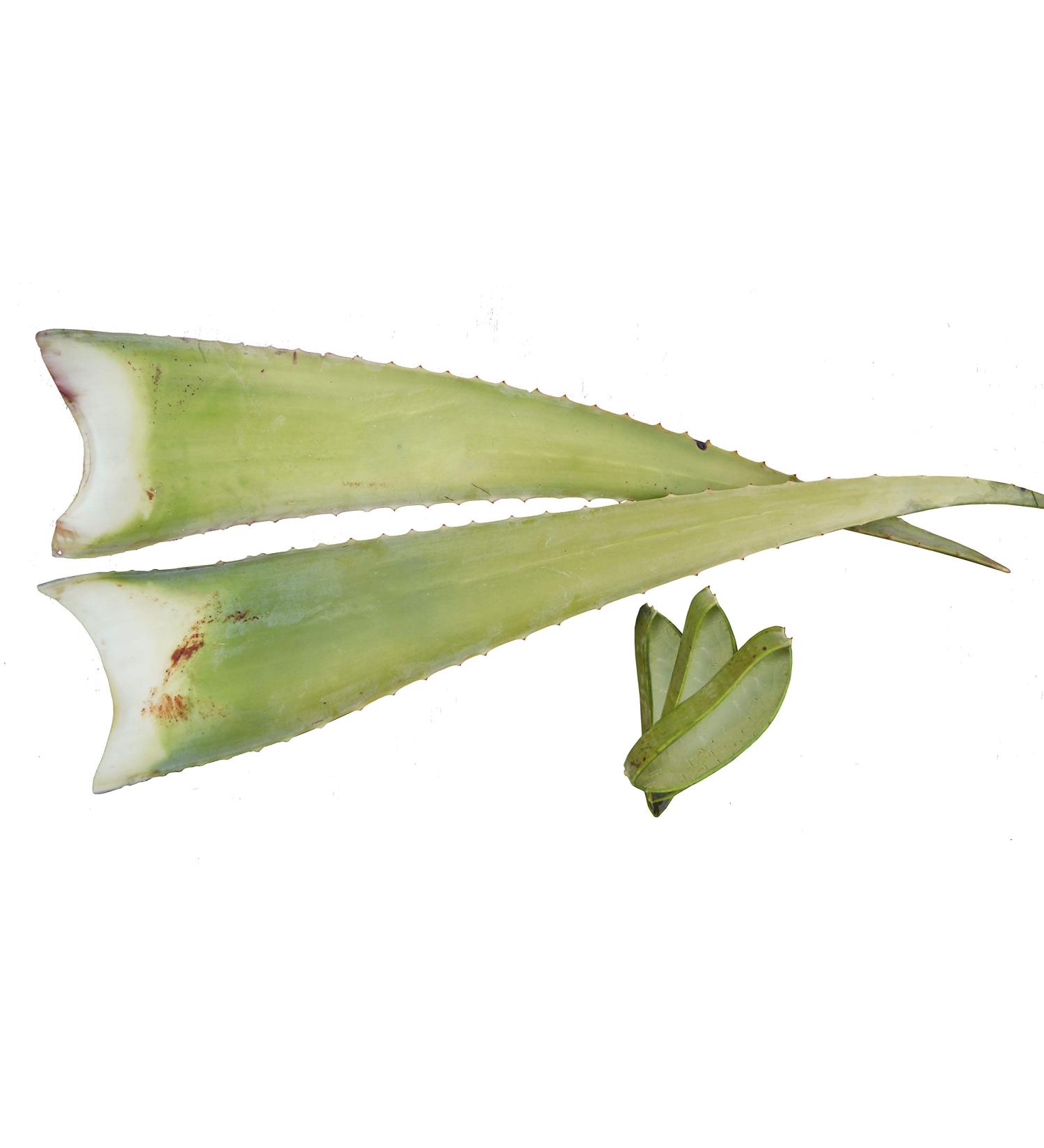 Buy Organic Aloe Vera Barbadensis Leaves - Health Benefits 2-Pack - Worldwide Shipping - Buy Online on GoSupps.com