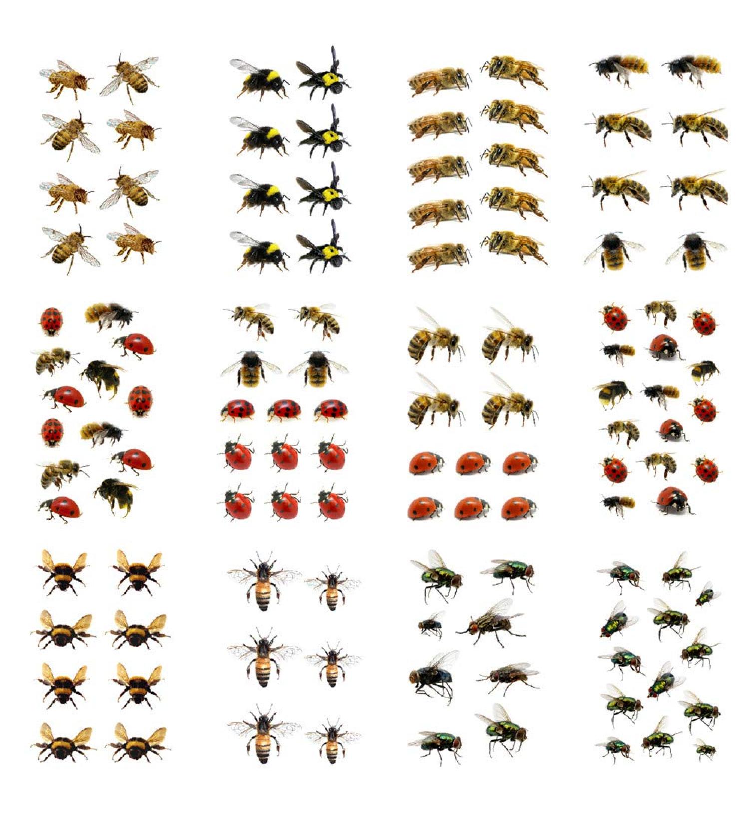 SanerLian Bee Ladybug Temporary Tattoo Stickers - Set of 12 | Waterproof Cartoon Fake Tattoos for Kids | Ideal for Hand, Arm, Party Favors - Buy Online on GoSupps.com