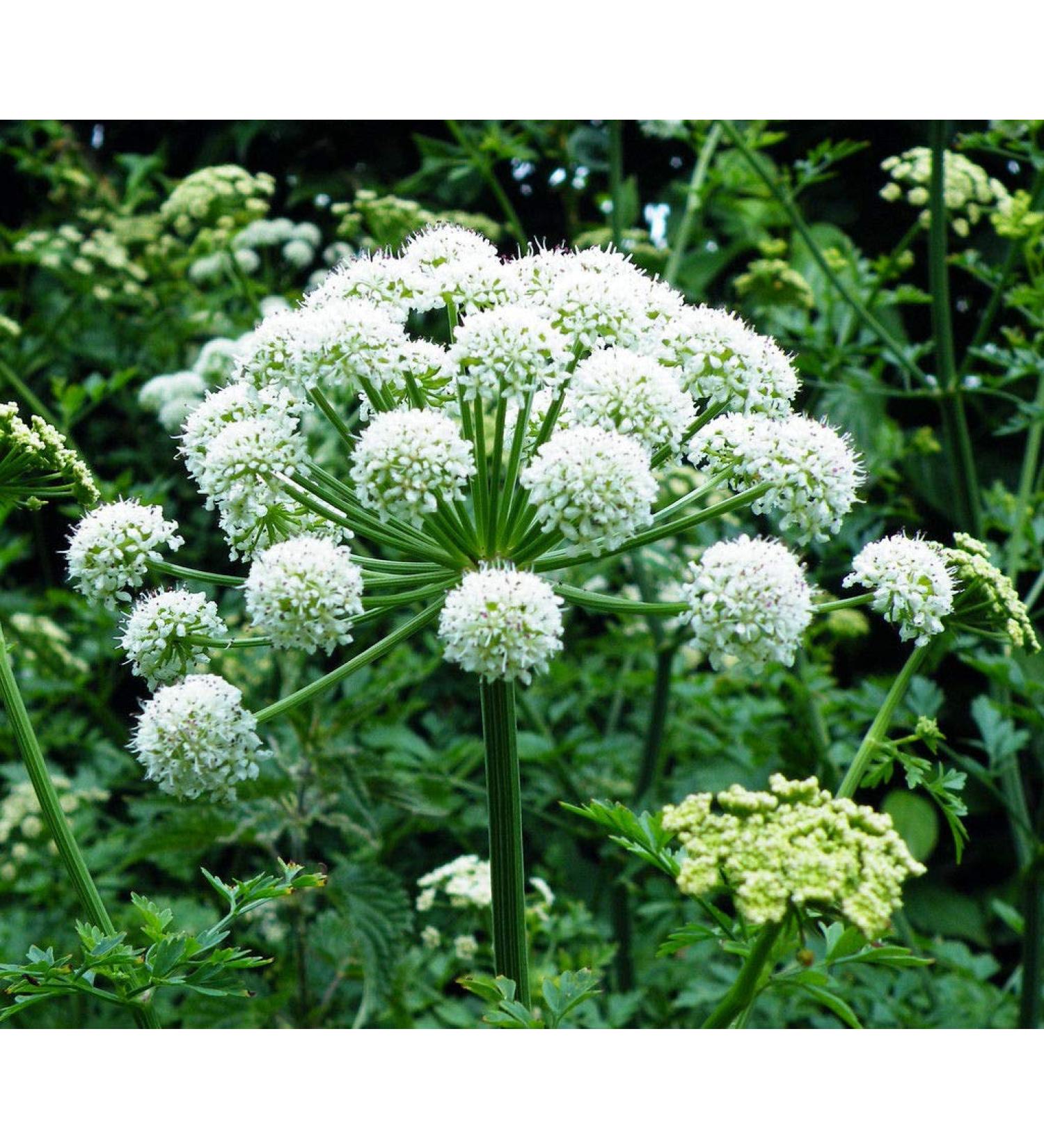 Portal Cool 250 + semi: Femminili Ginseng Semi Angelica Sinensis Dong Quai 50 + 100 + 250 + 100 + 50 +